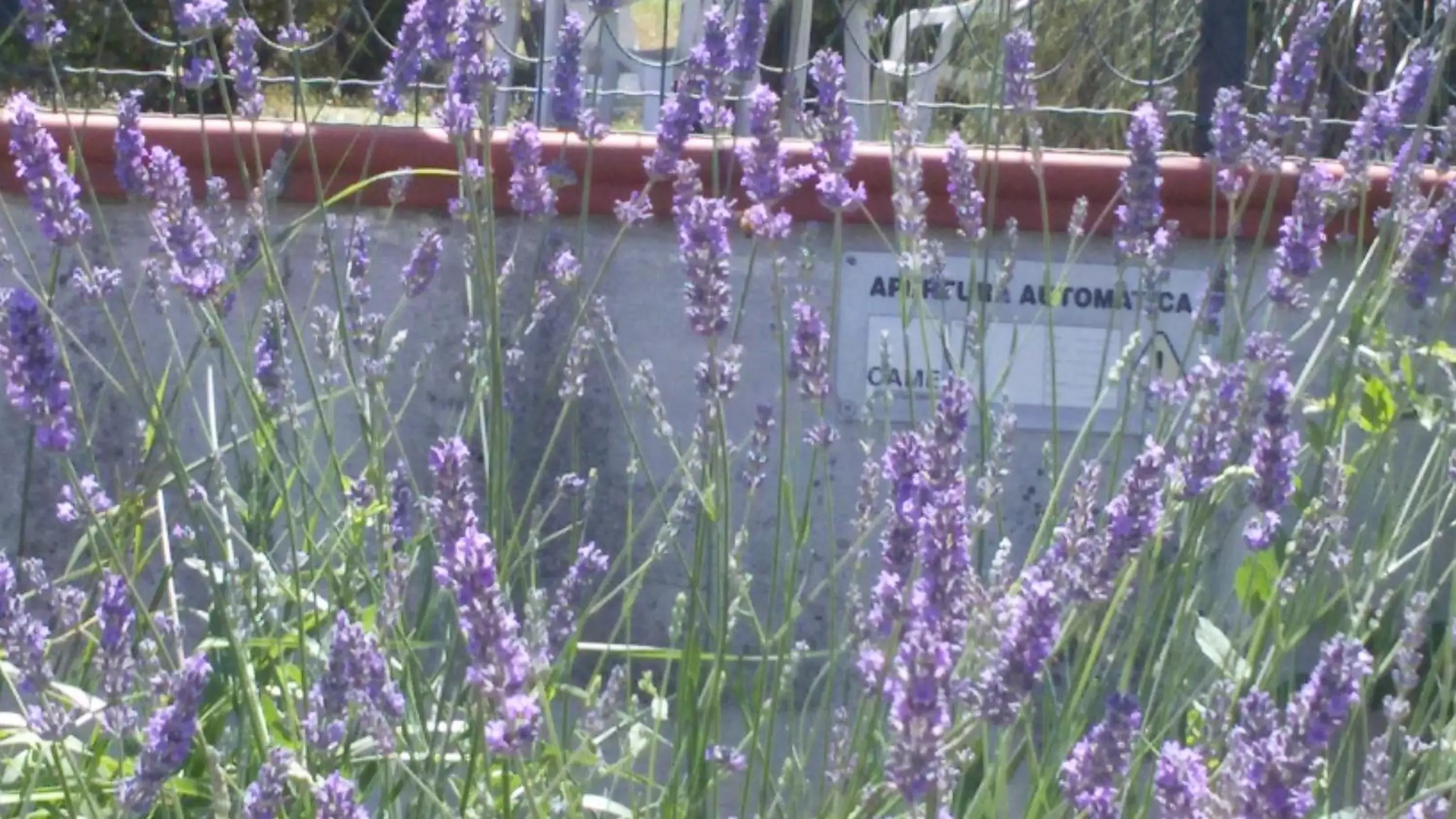 Amor di Lavanda