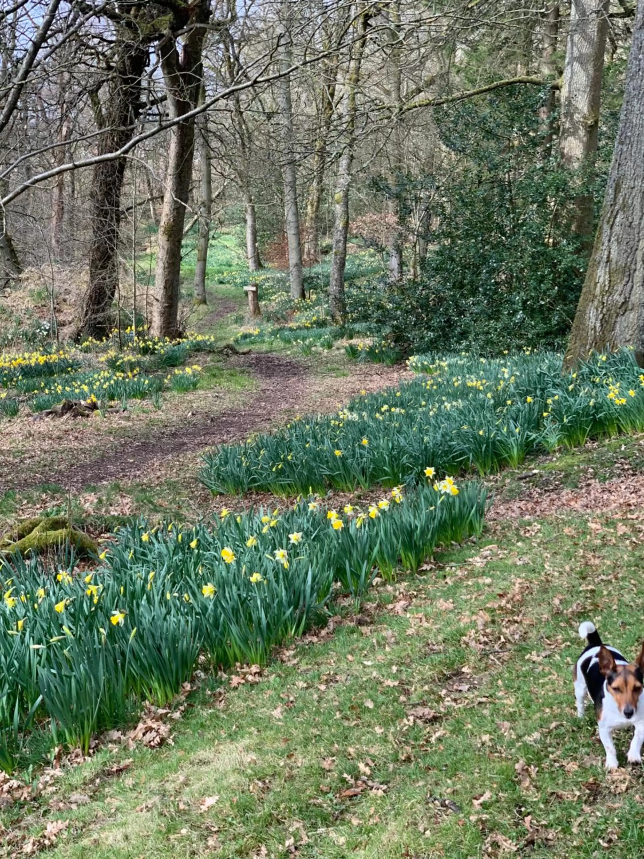 Garden in West Plean House