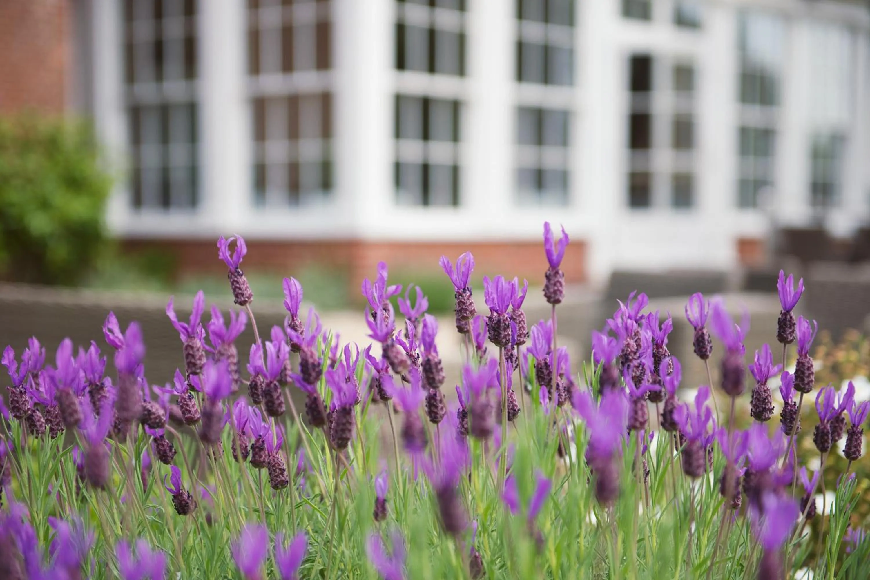 Garden in Bartley Lodge Hotel