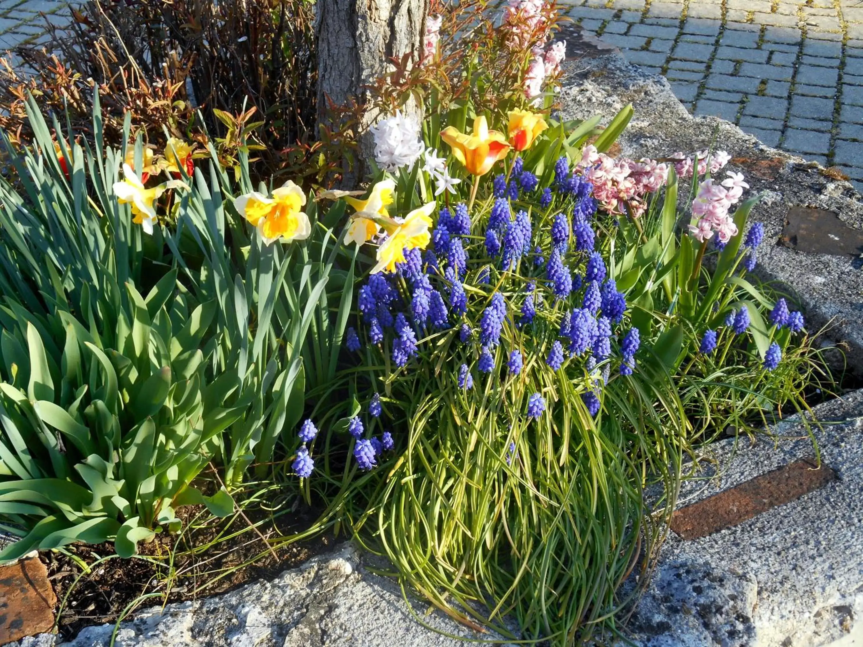 Garden in Le Colombier