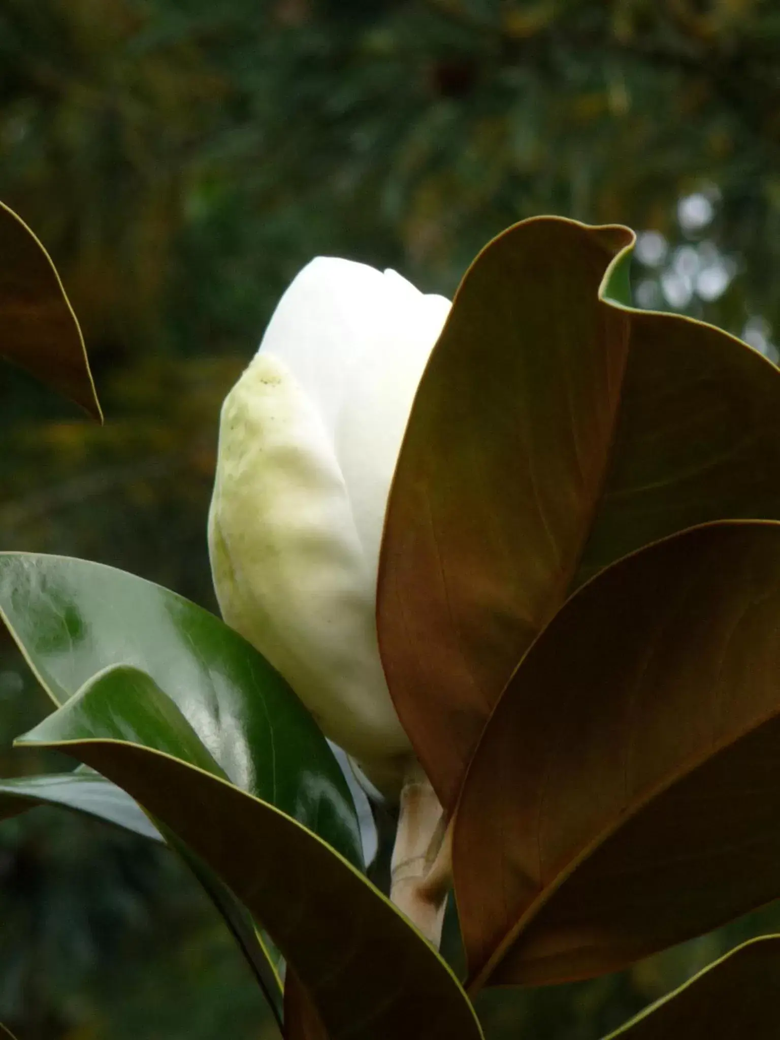 Garden in Magnolia Petal