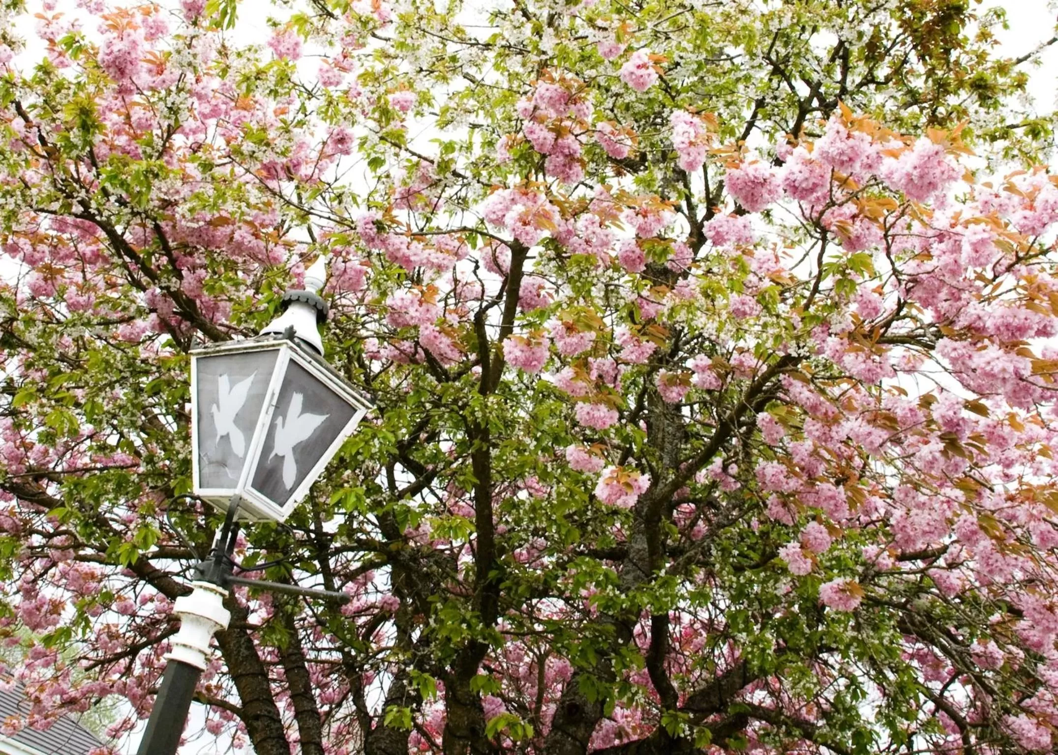 Garden in The Popinjay Hotel
