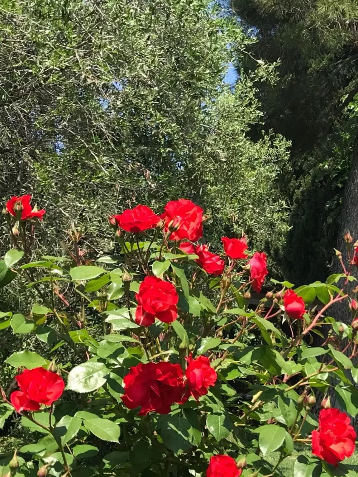 Summer, Garden in Il Lauro