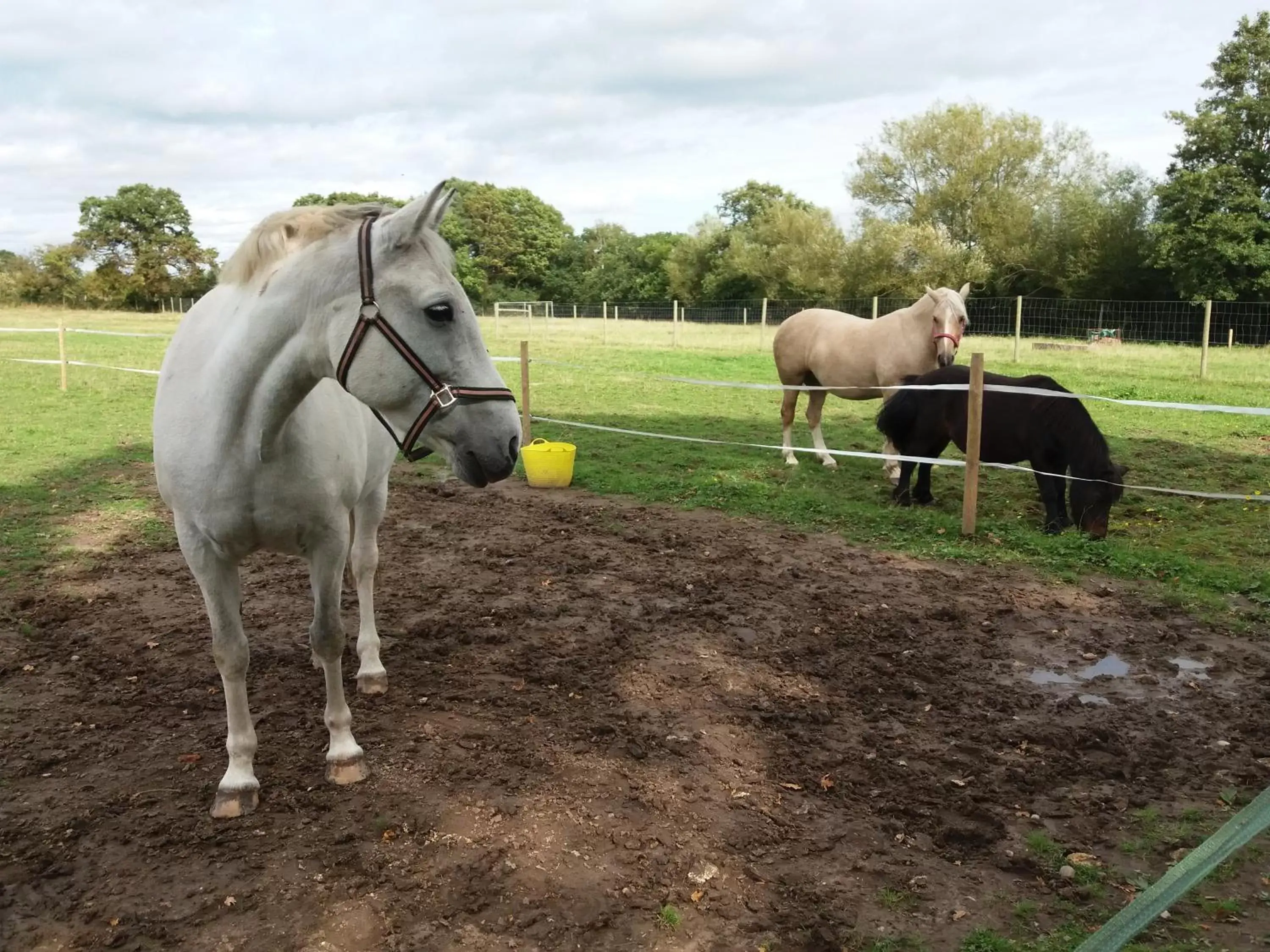 Animals, Other Animals in The Stables - Deer Park Farm