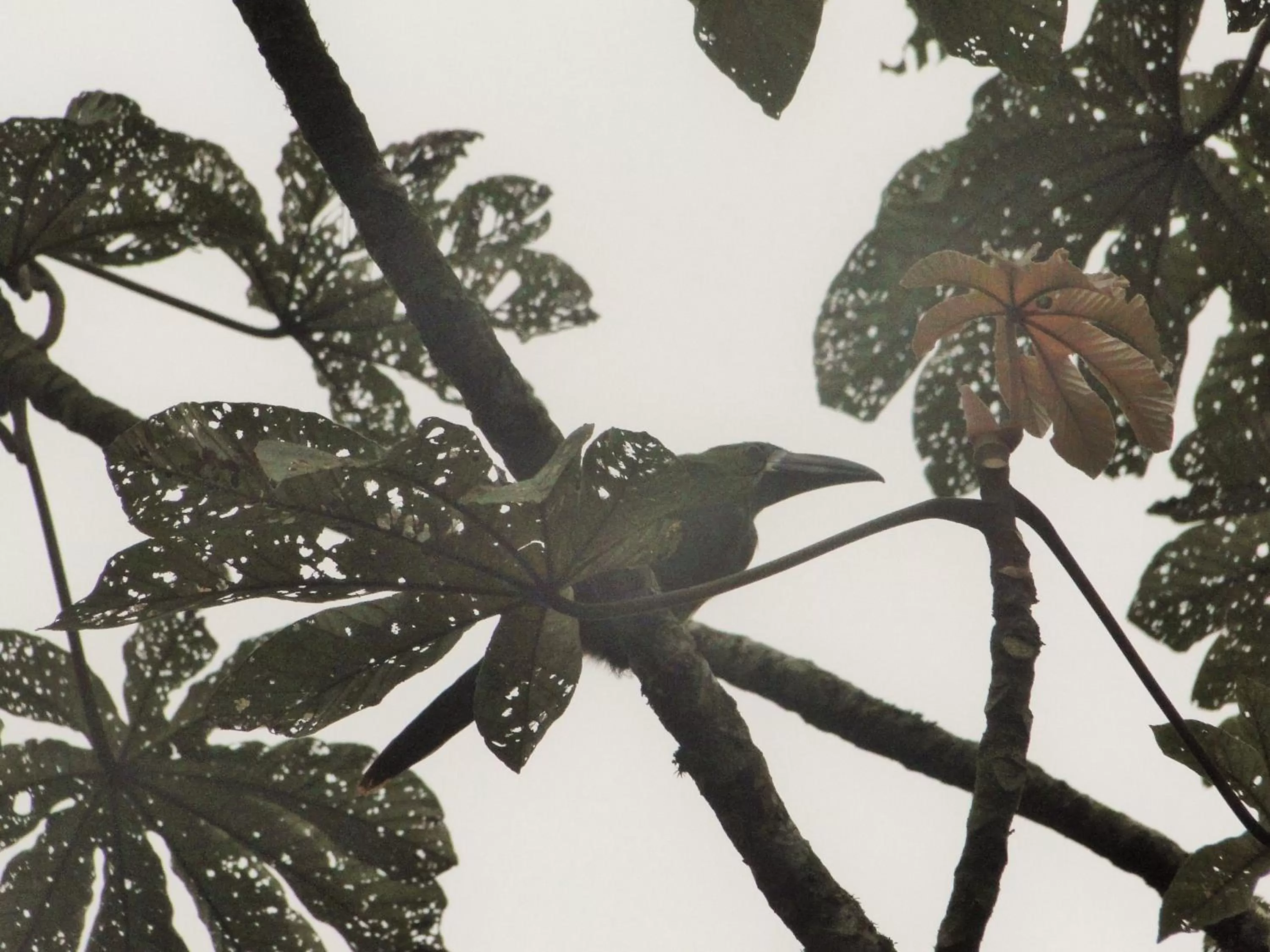 Other Animals in Hosteria Florecer