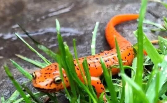 Animals in Laurel River Club Bed & Breakfast or LRCBNB