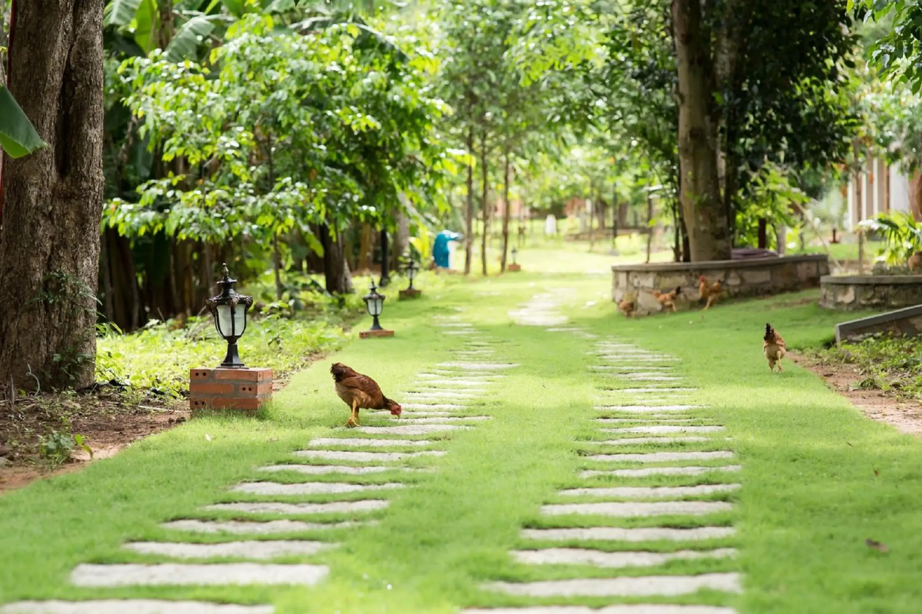 Garden, Other Animals in The Garden House Phu Quoc Resort