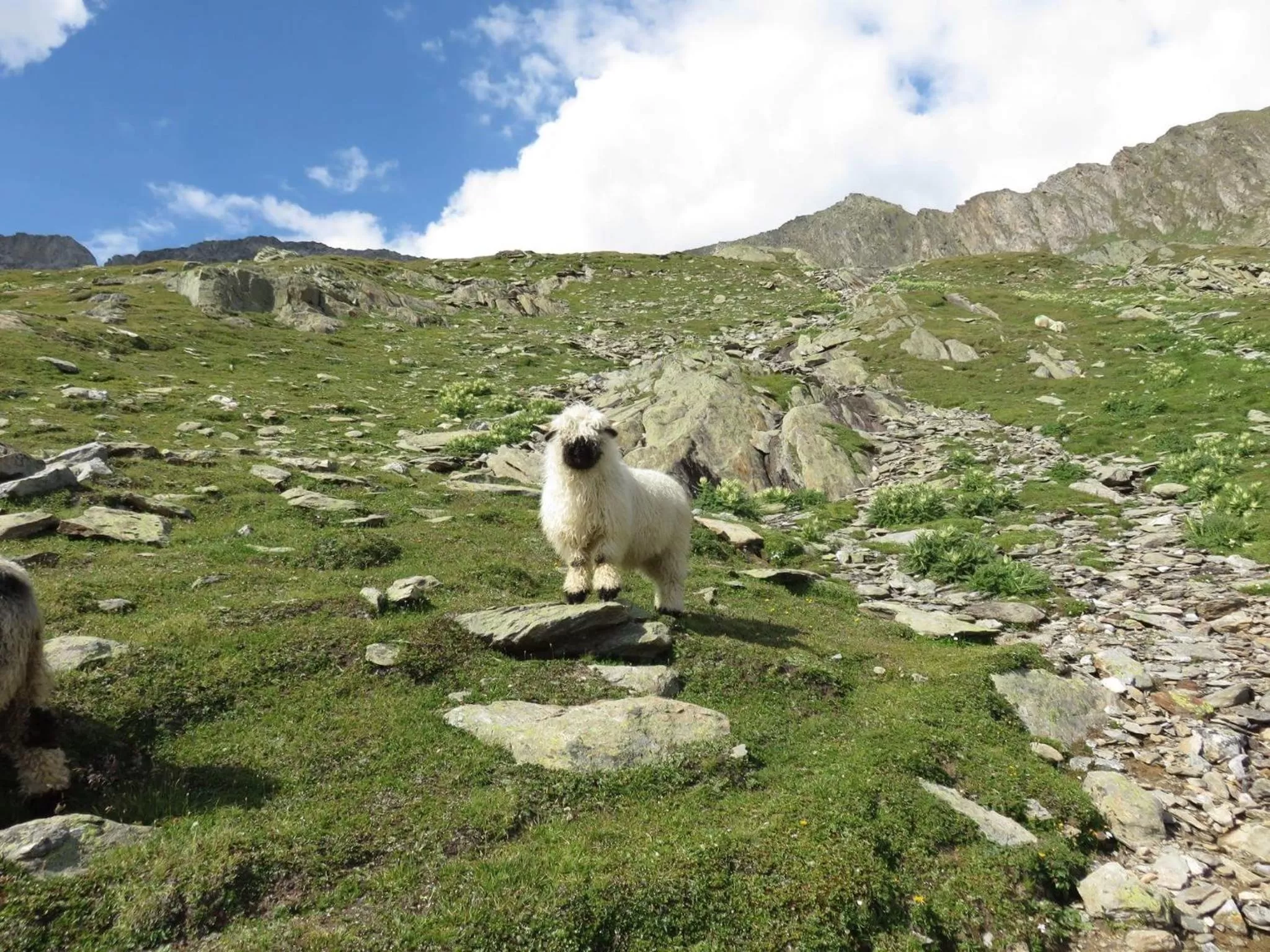 Animals in Amber Ski-in/out Hotel & Spa