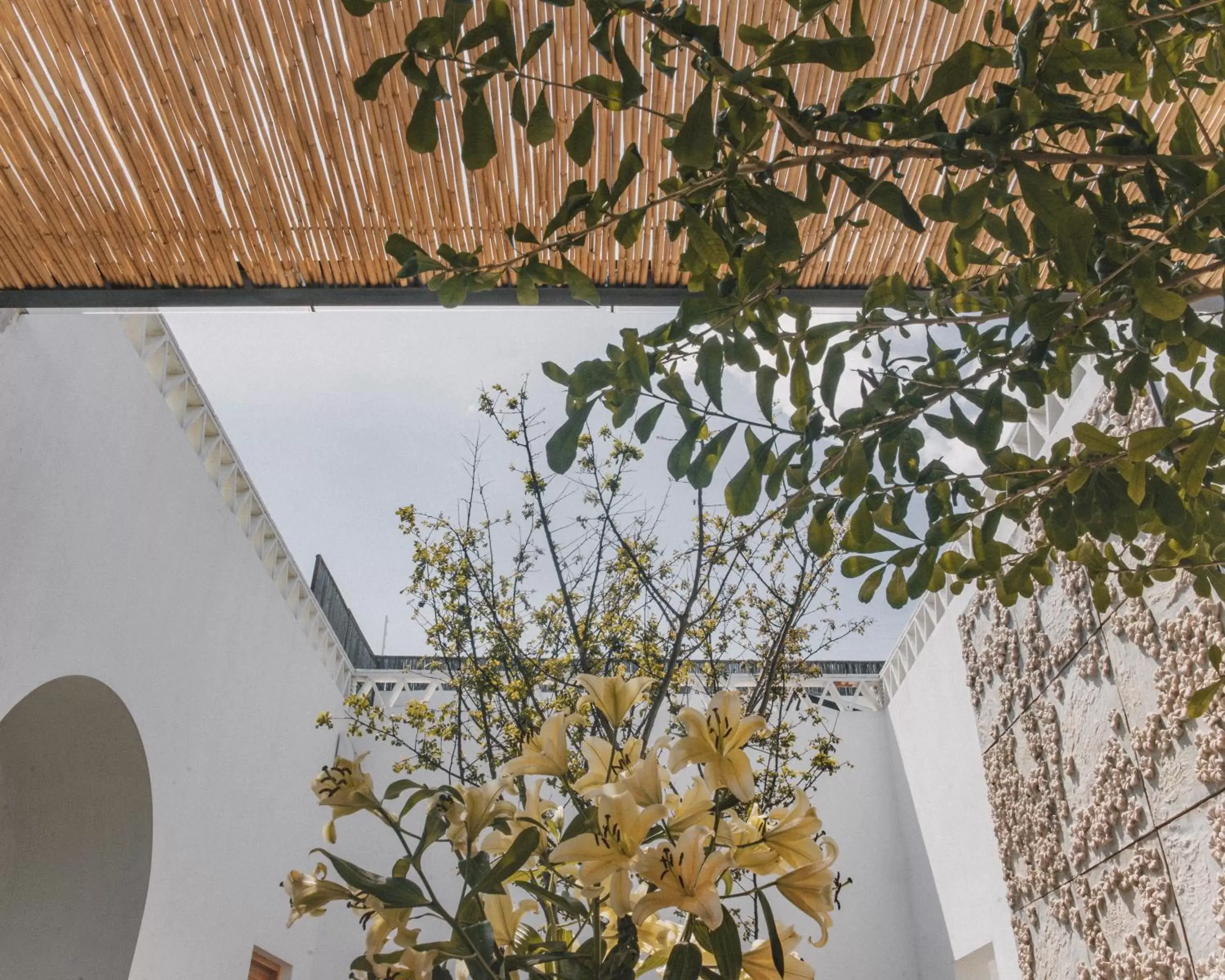 Patio in Casa Carmen Morelos