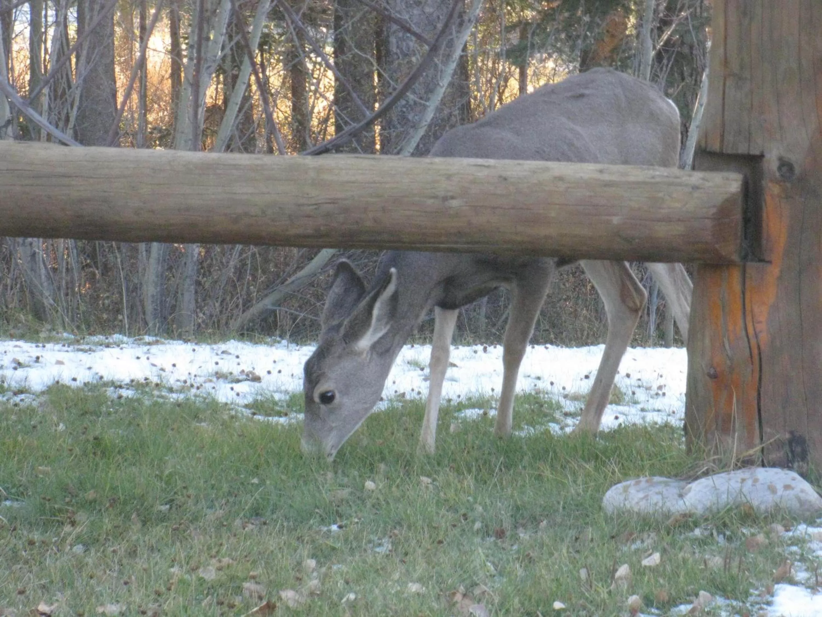 Animals, Other Animals in Rustlers Lodge