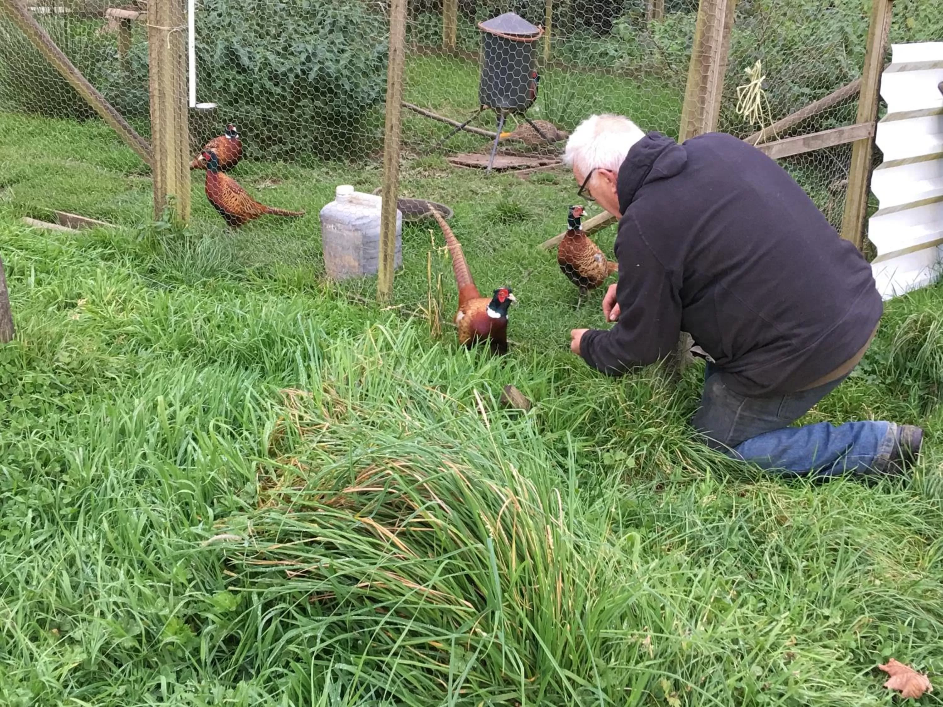 Animals in Beudy Bach