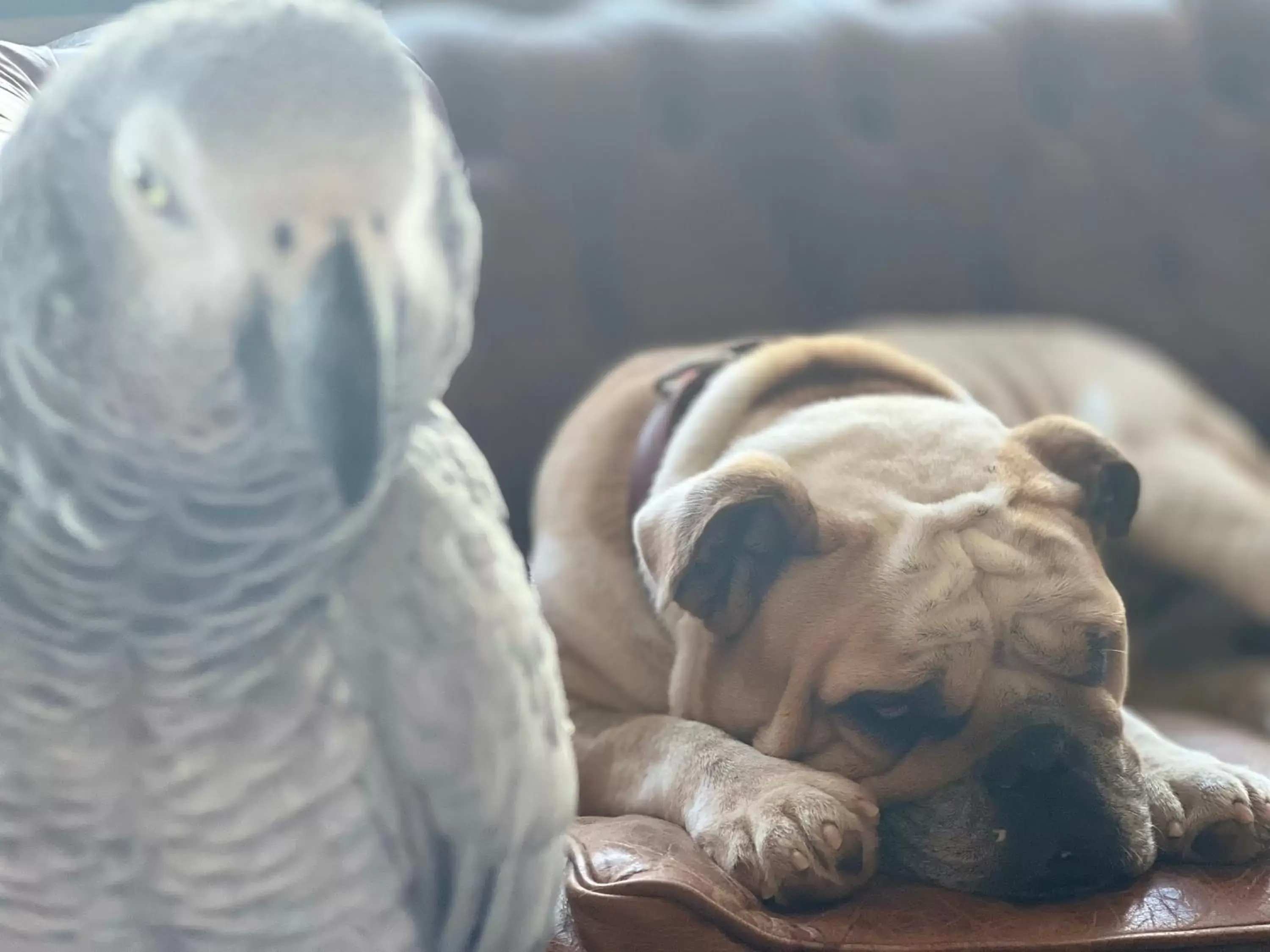 Pets in La Maison Des Galets sur le front de mer