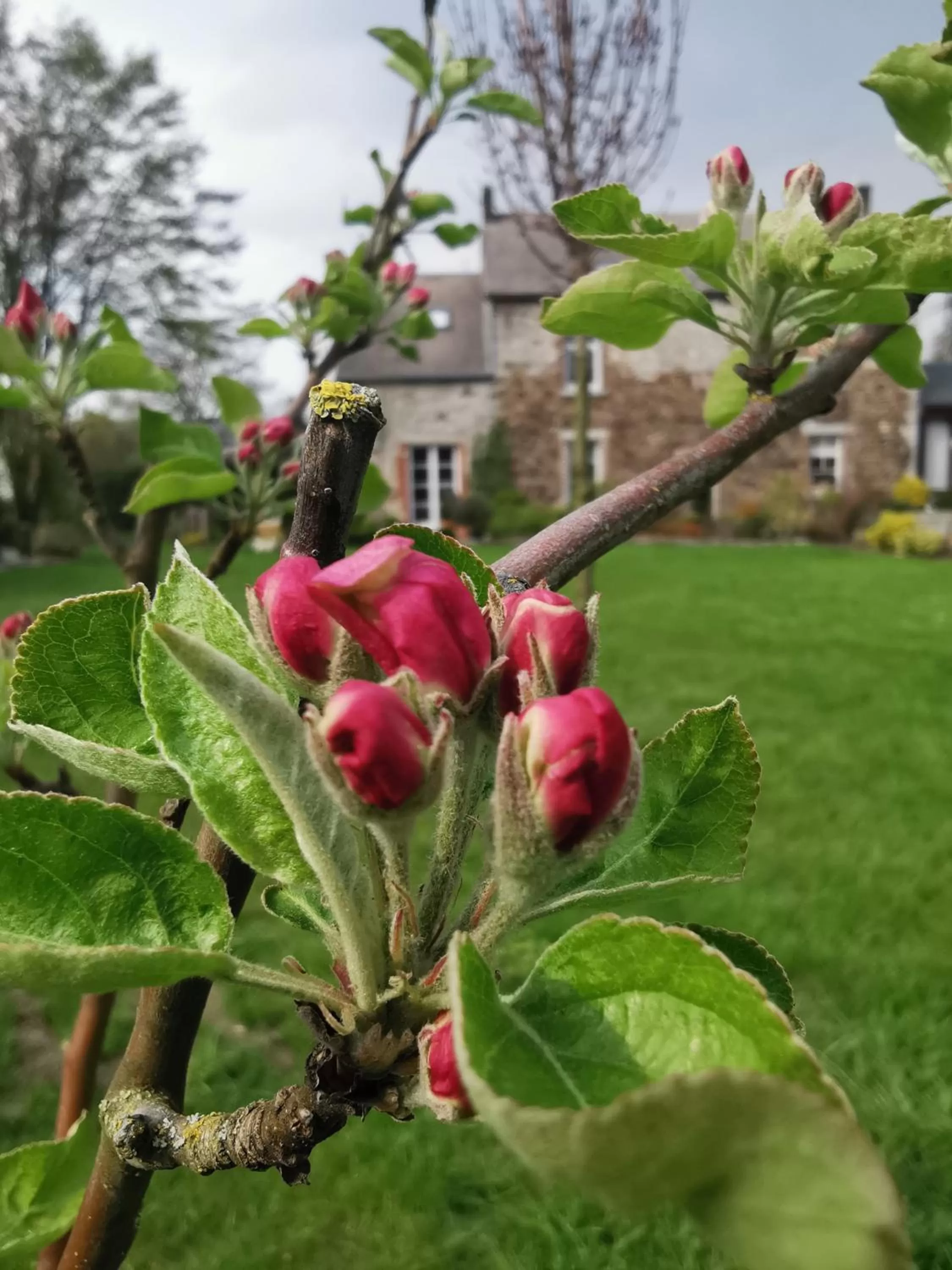 Garden in La Majolique