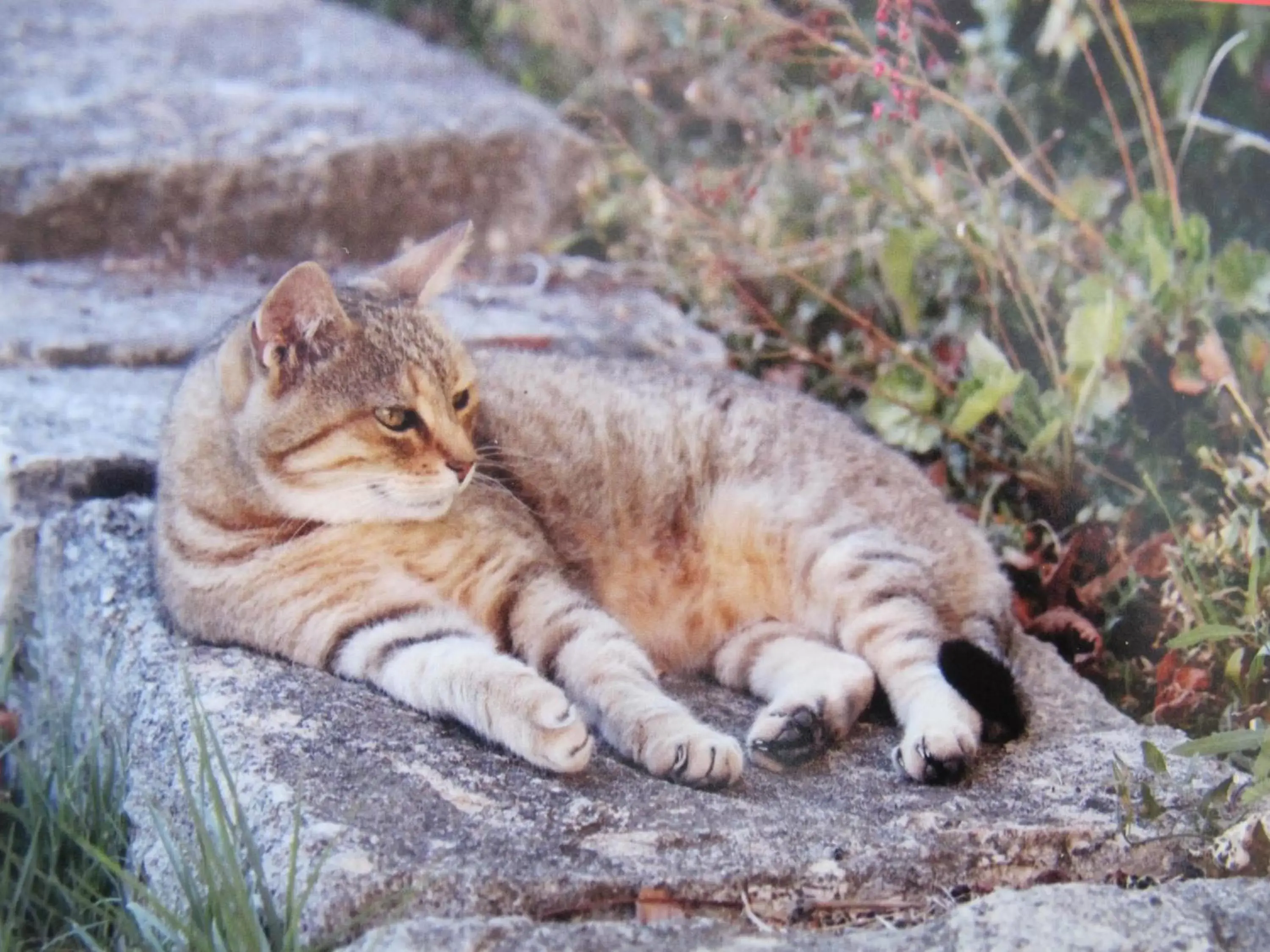 Garden, Pets in Lou Cardalines