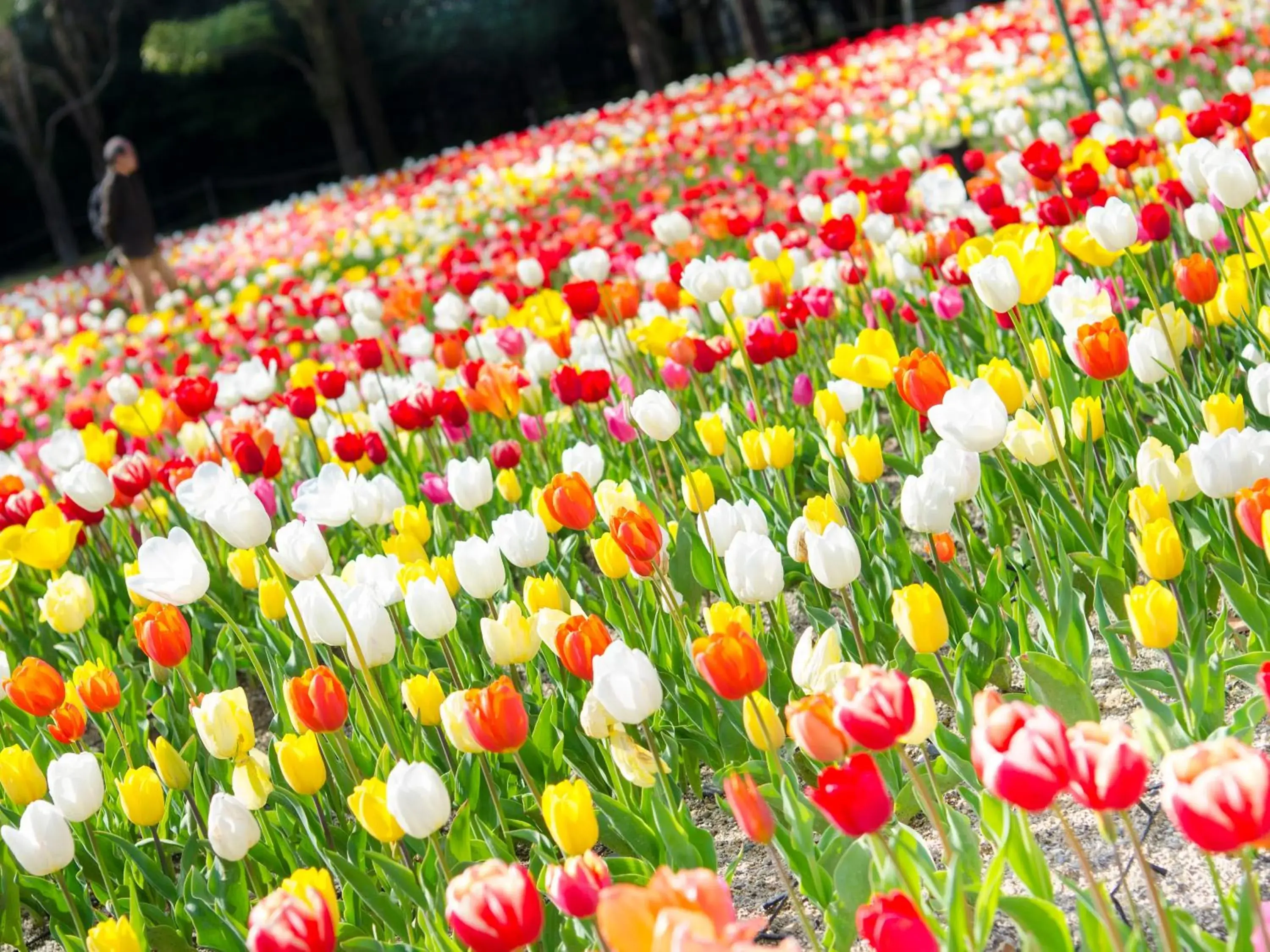 Nearby landmark in Watermark Hotel Nagasaki Huis Ten Bosch