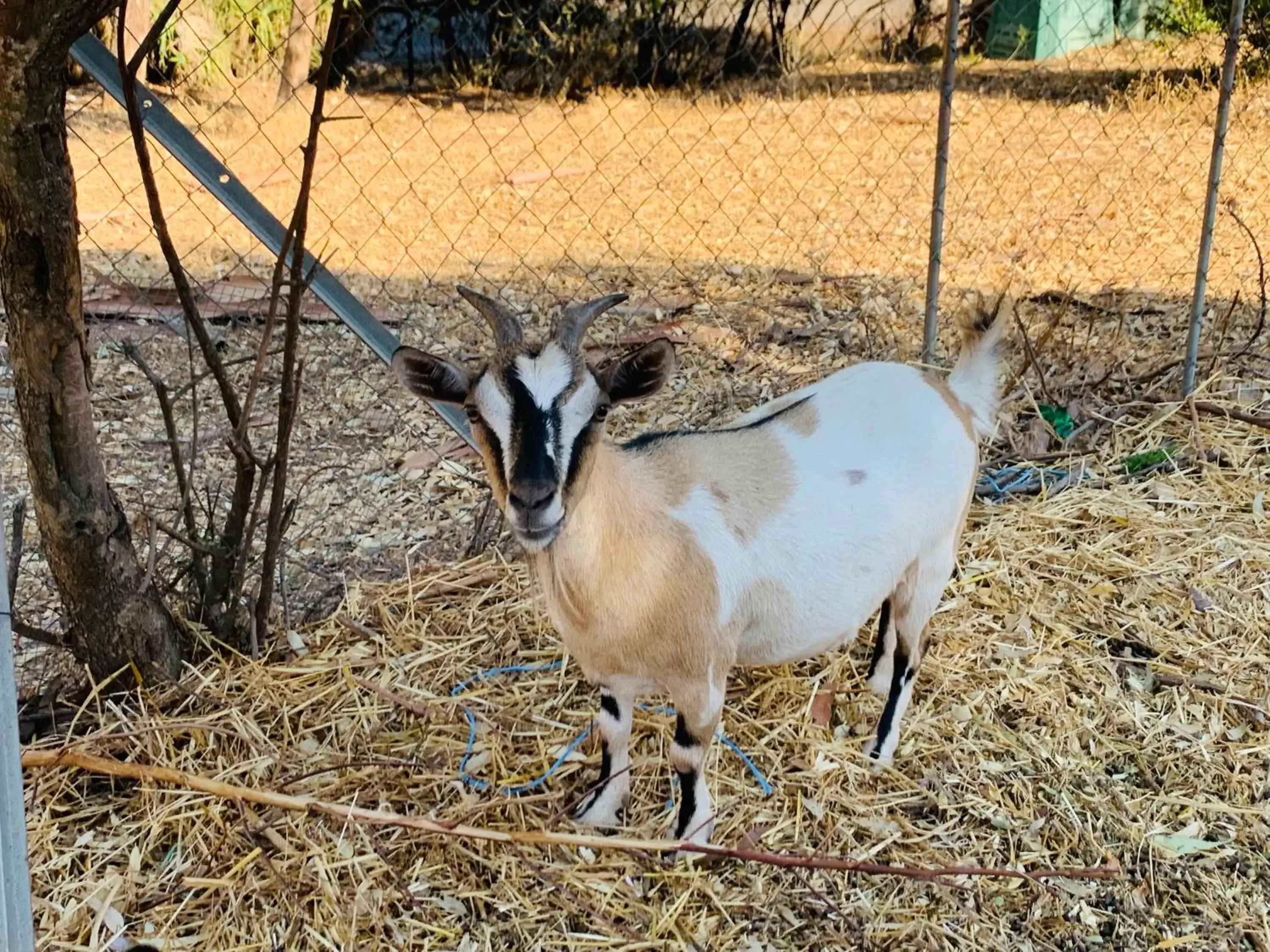 Other Animals in B&B La Baita Del Sud