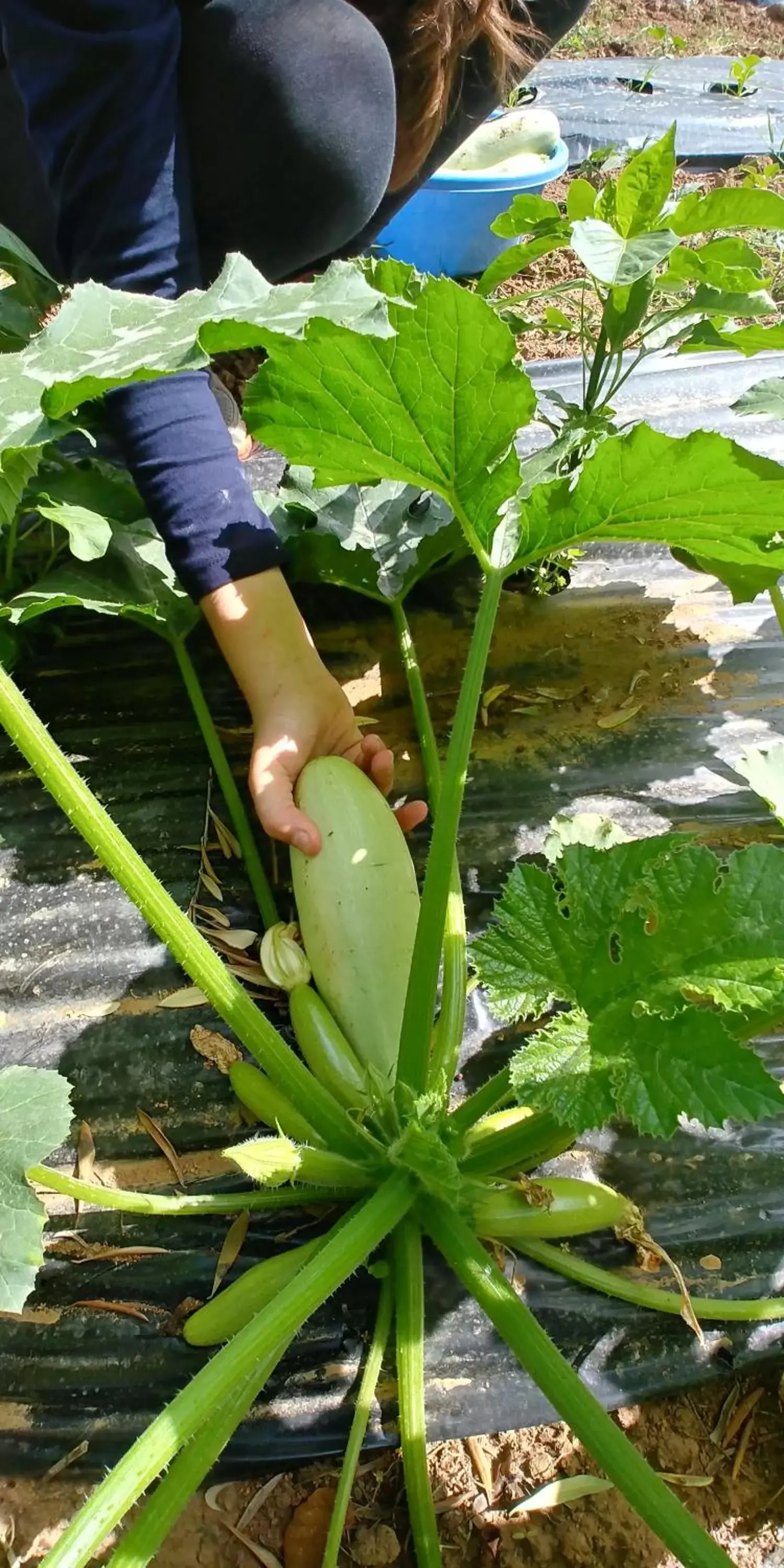 Garden in La Piana degli Ulivi