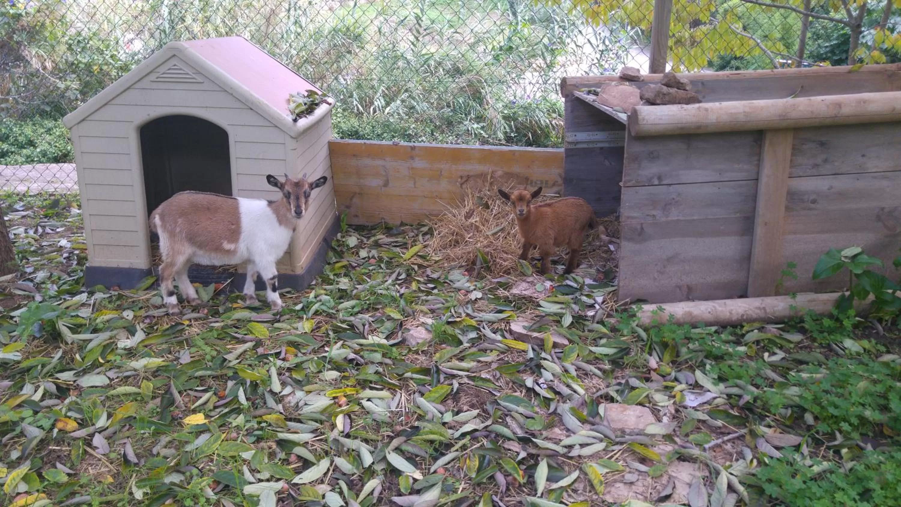 Animals in Sa Vall Valldemossa