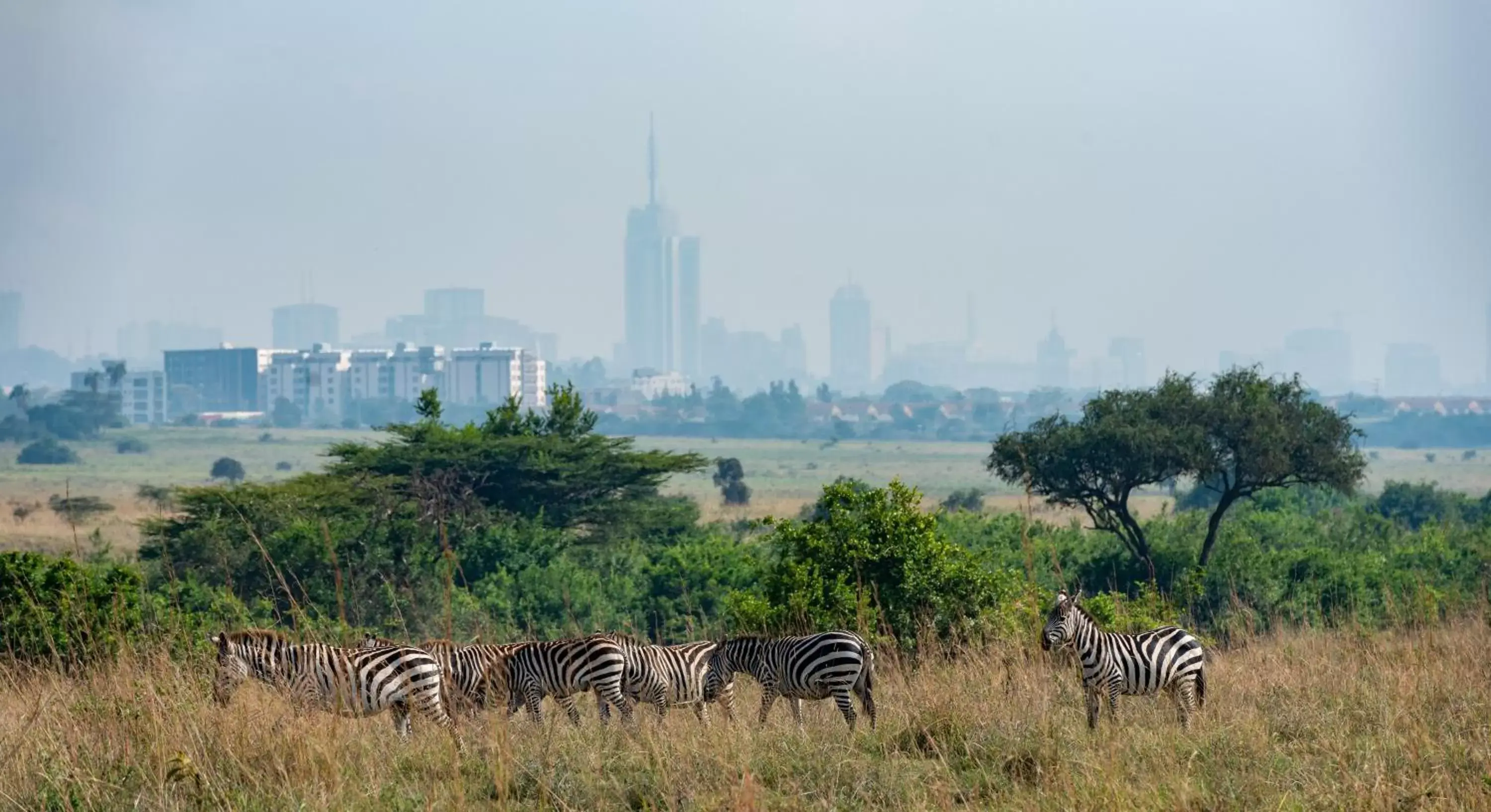 Off site, Other Animals in Park Inn by Radisson, Nairobi Westlands