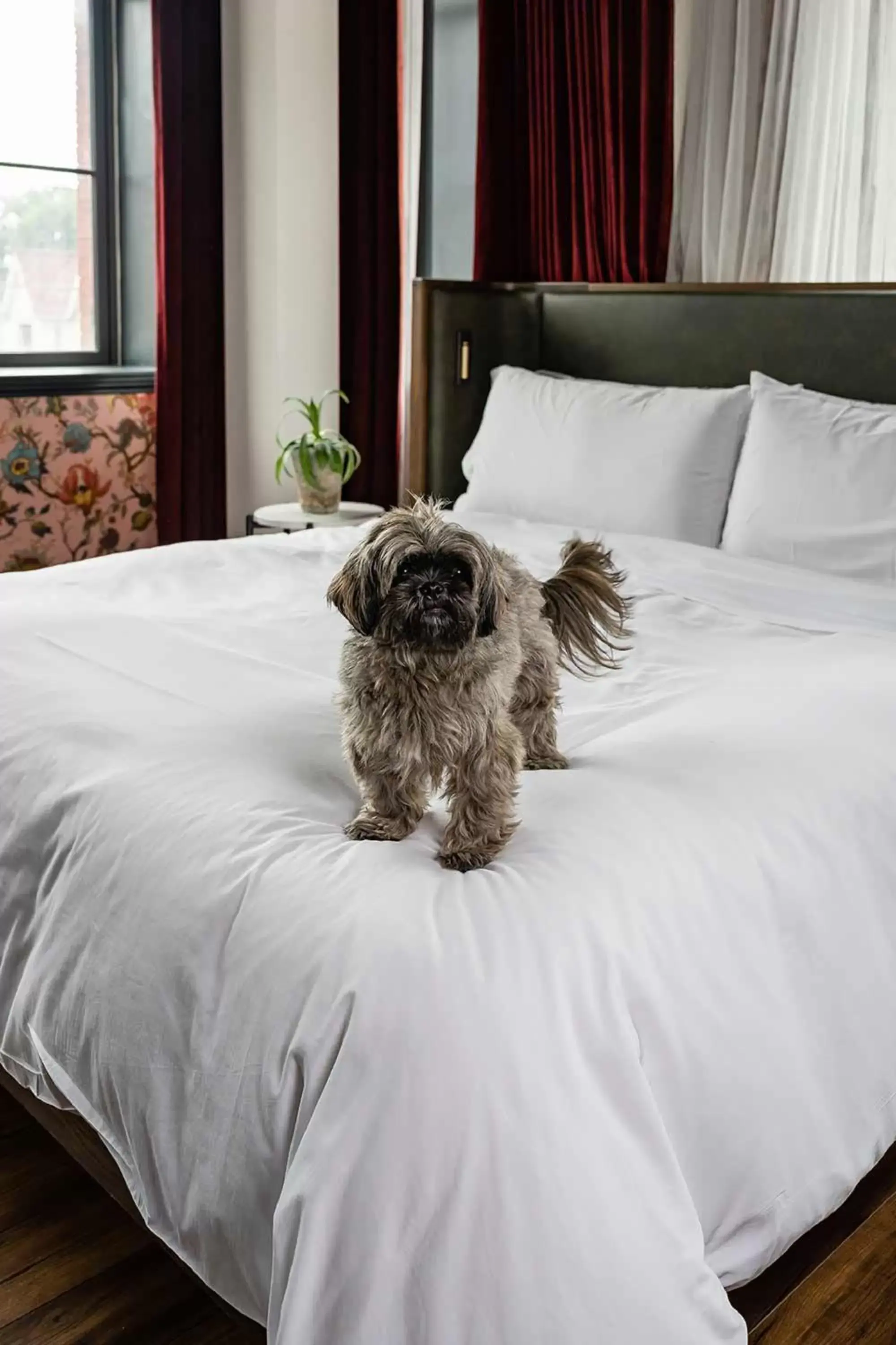Pets, Bed in The Broadview Hotel