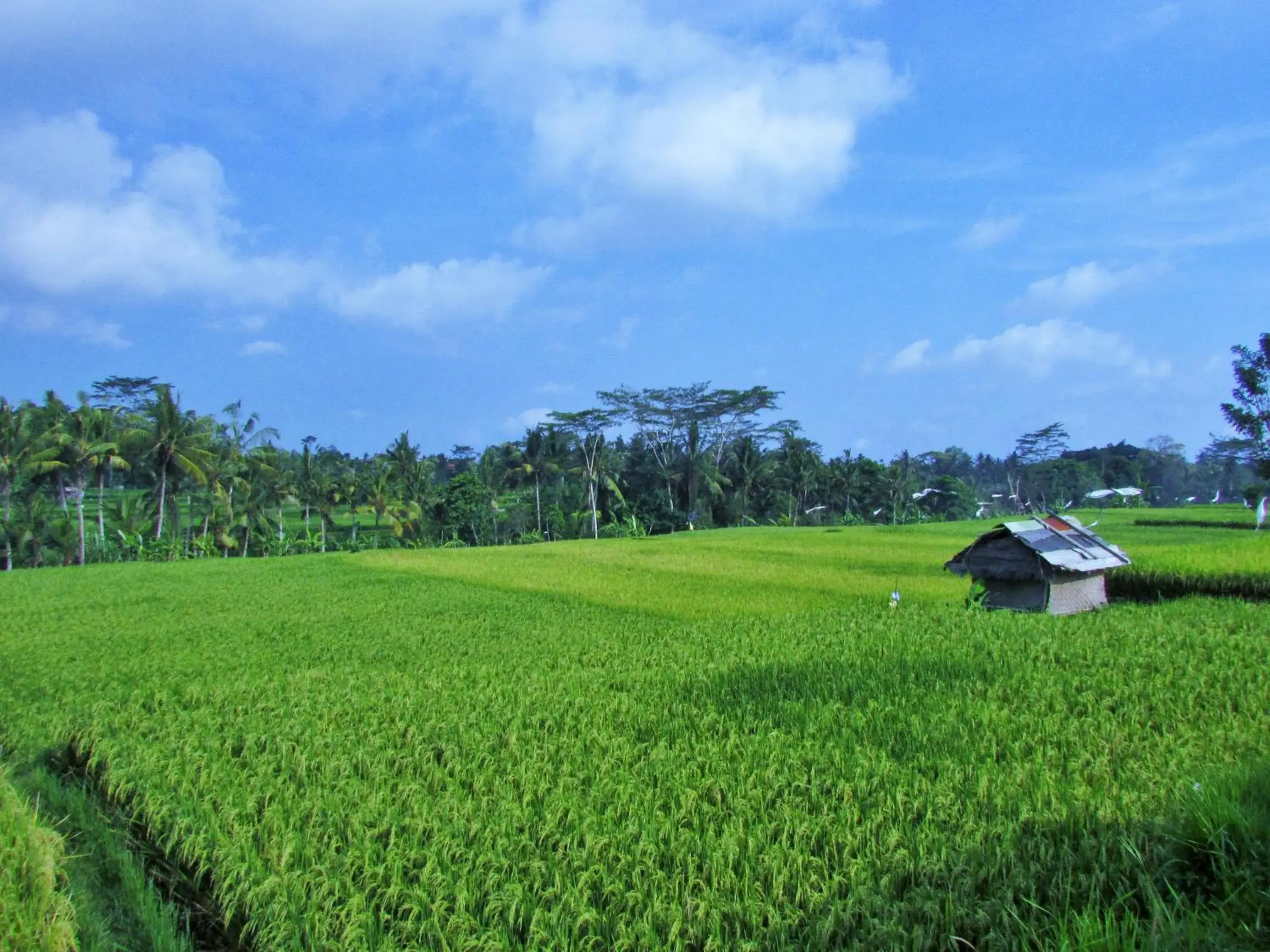 Mountain view, Garden in Temuku Villas Ubud - CHSE Certified