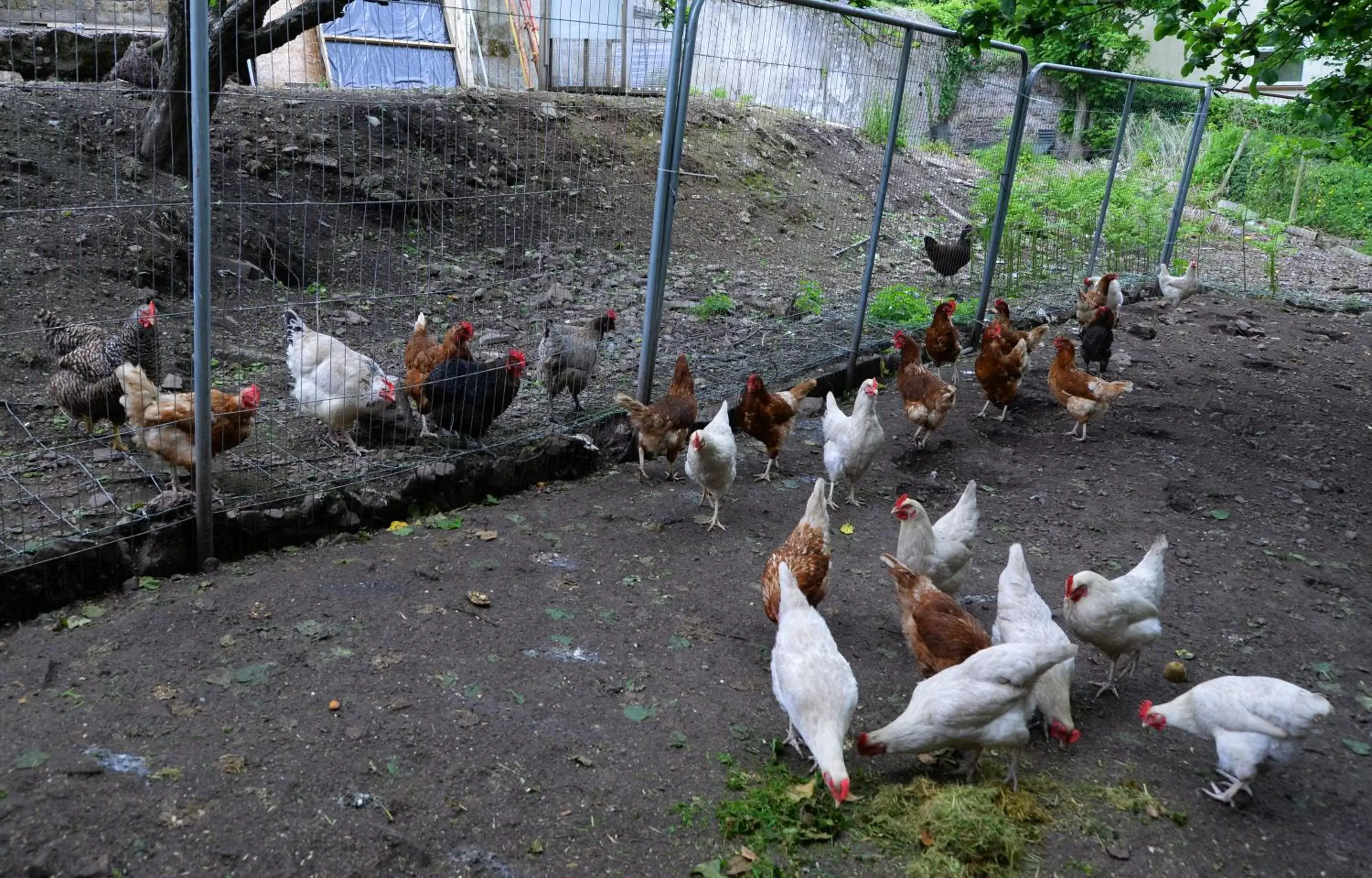 Pets, Other Animals in Gabriel House Guesthouse