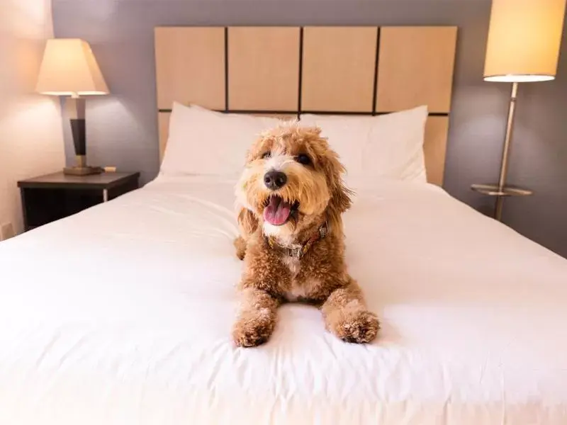 Pets in Sonesta Simply Suites Wichita Airport