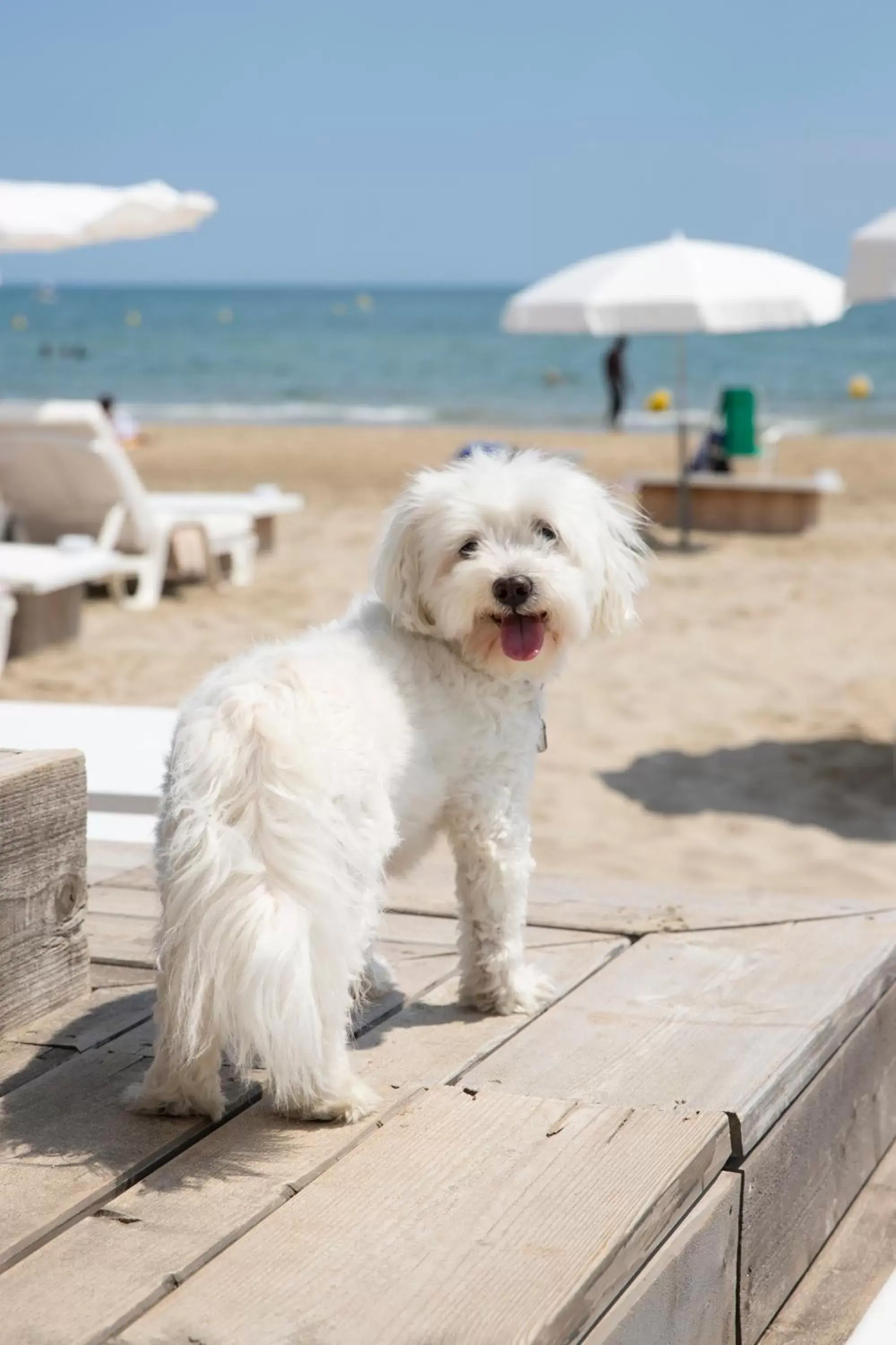 Summer, Pets in Hôtel Plage Palace & Spa