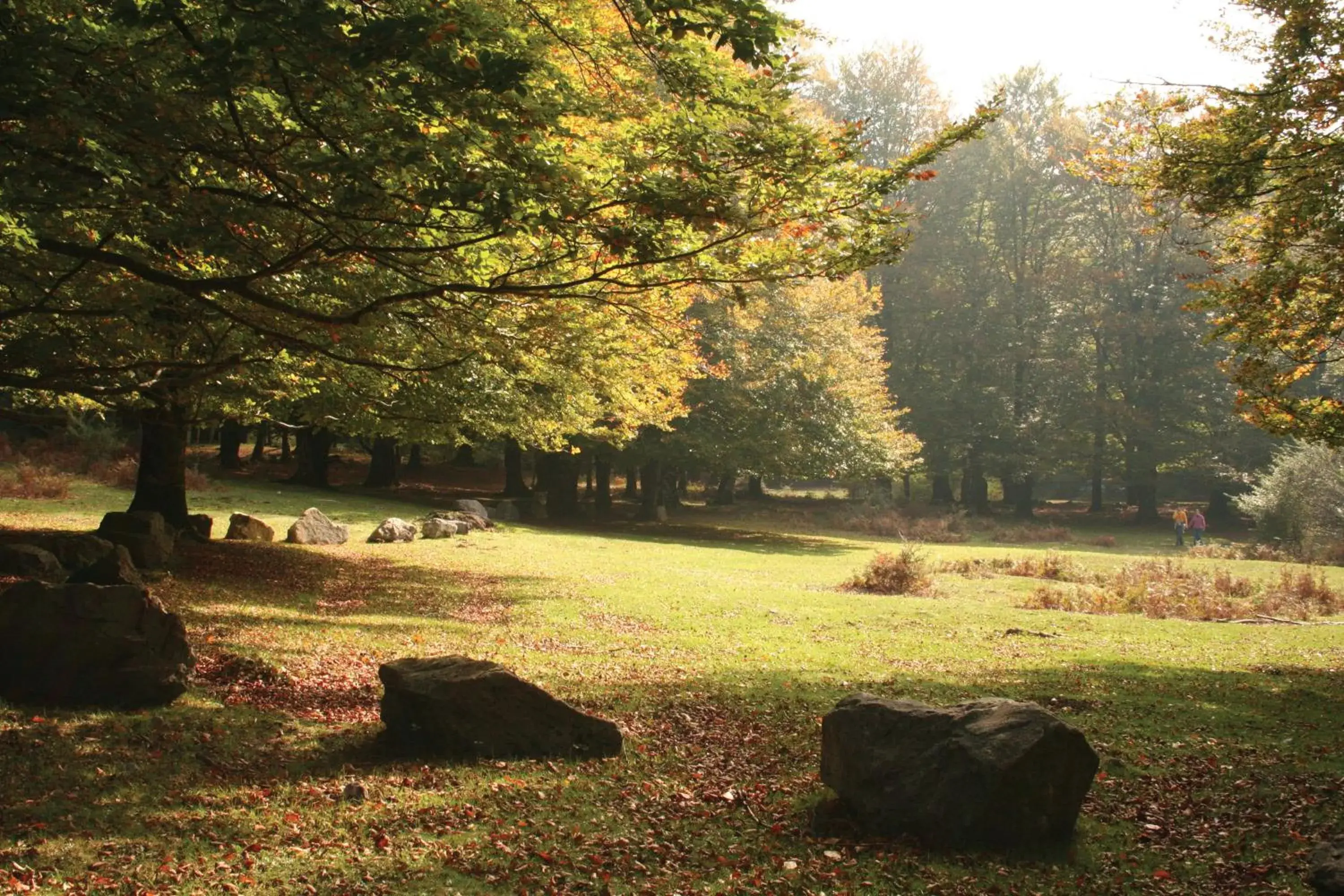 Natural landscape, Garden in Hotel Lemik