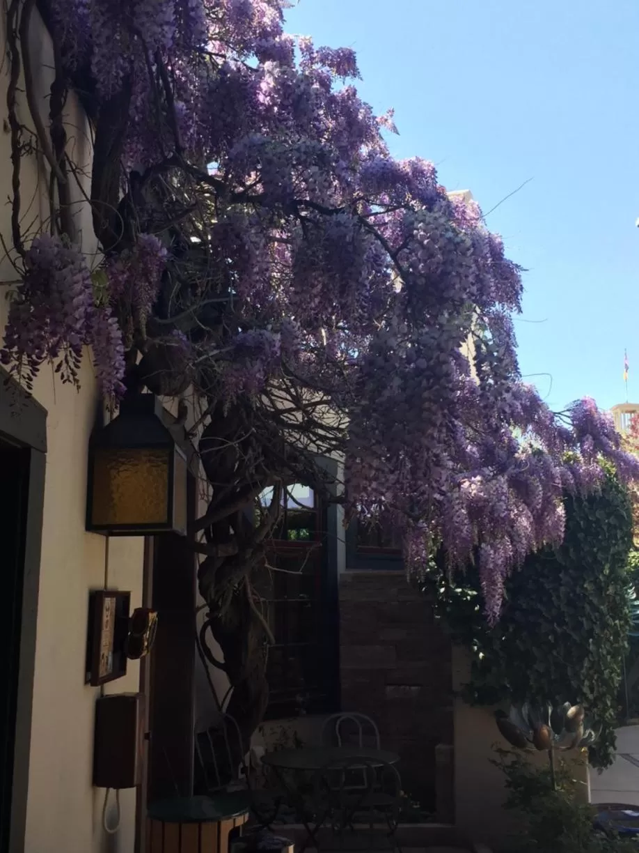 Garden in Inn of the Governors