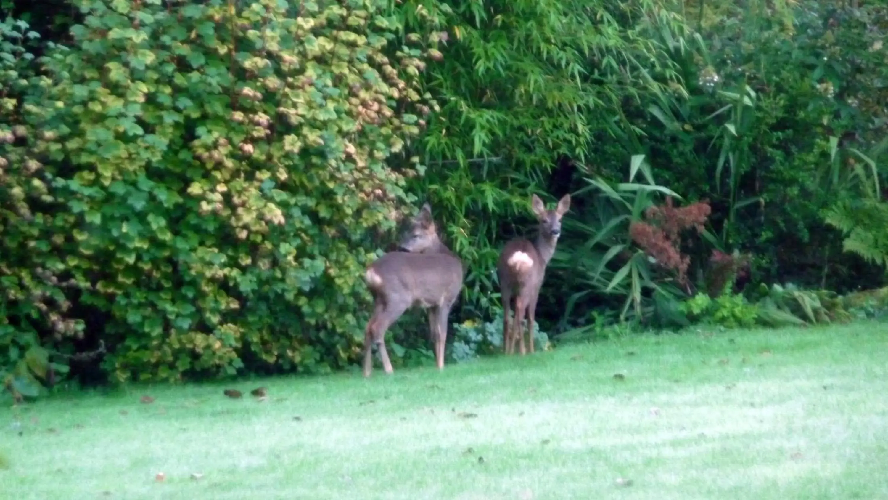 Garden, Other Animals in Chambres d'hôtes Le Bas Rassinoux