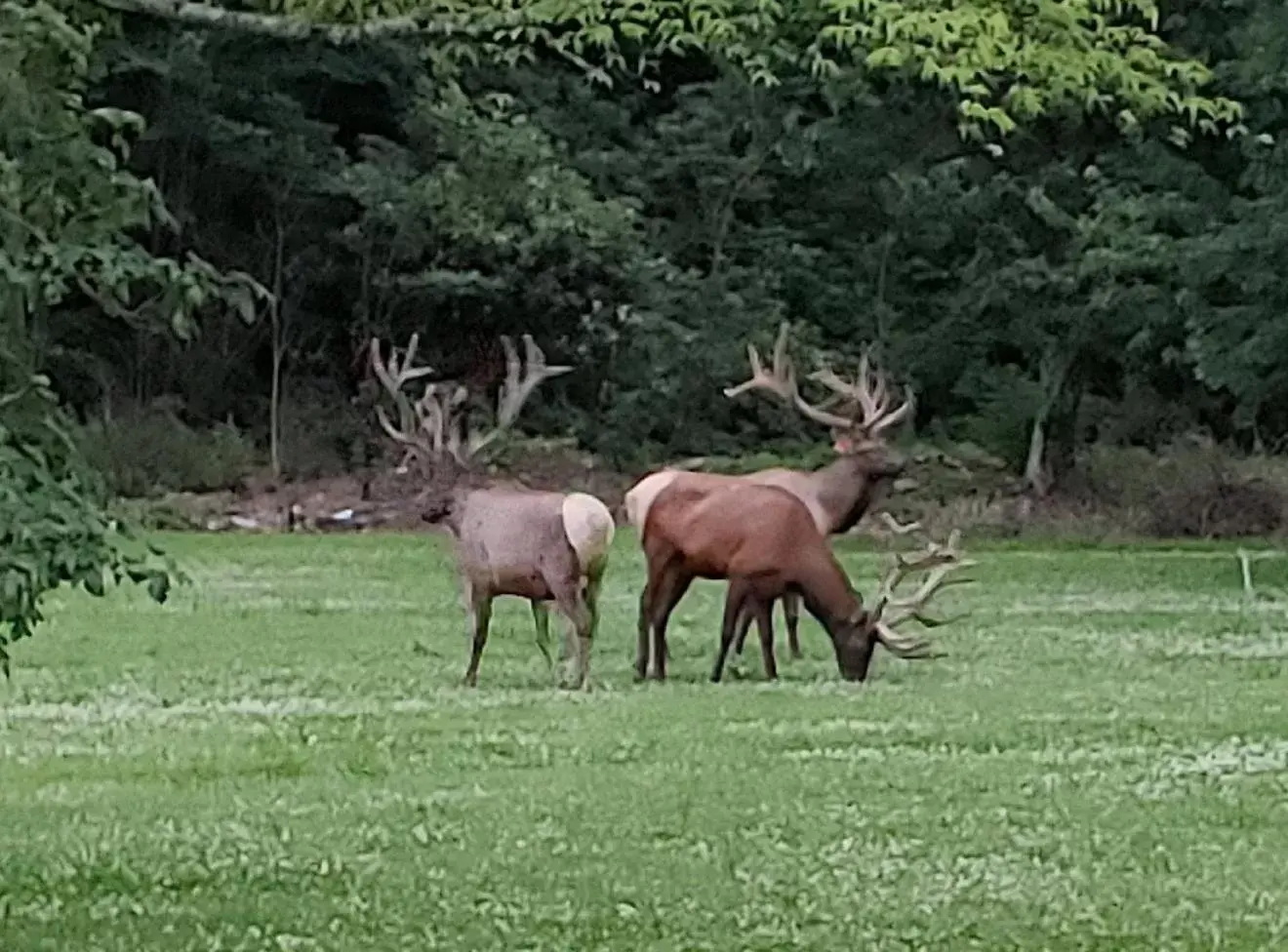 Animals, Other Animals in Stony Creek Motel