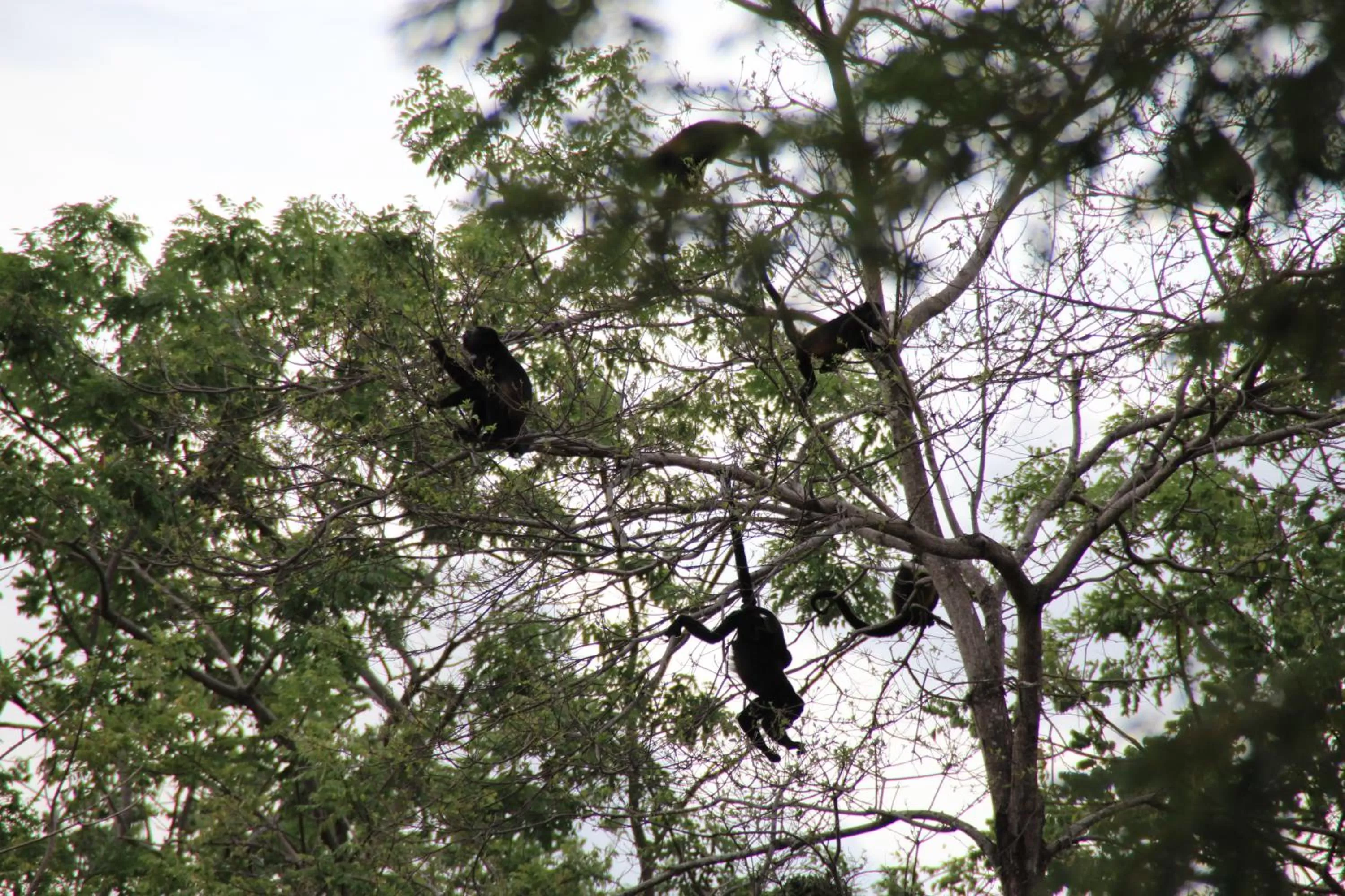 Area and facilities, Other Animals in The Beach Bungalows - Yoga and Surf Hotel - Adults Only