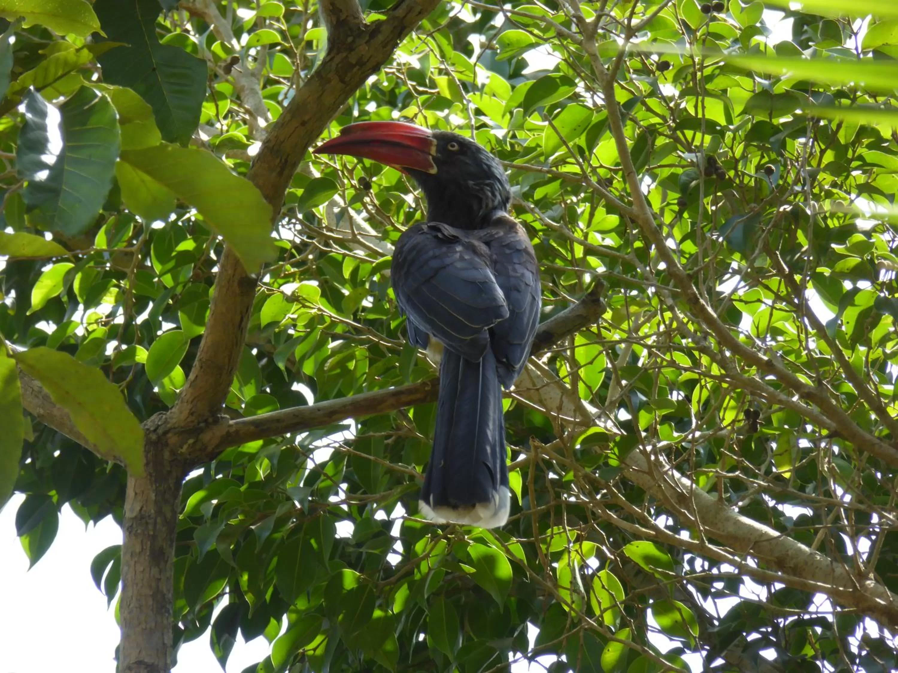Garden in ViaVia Entebbe