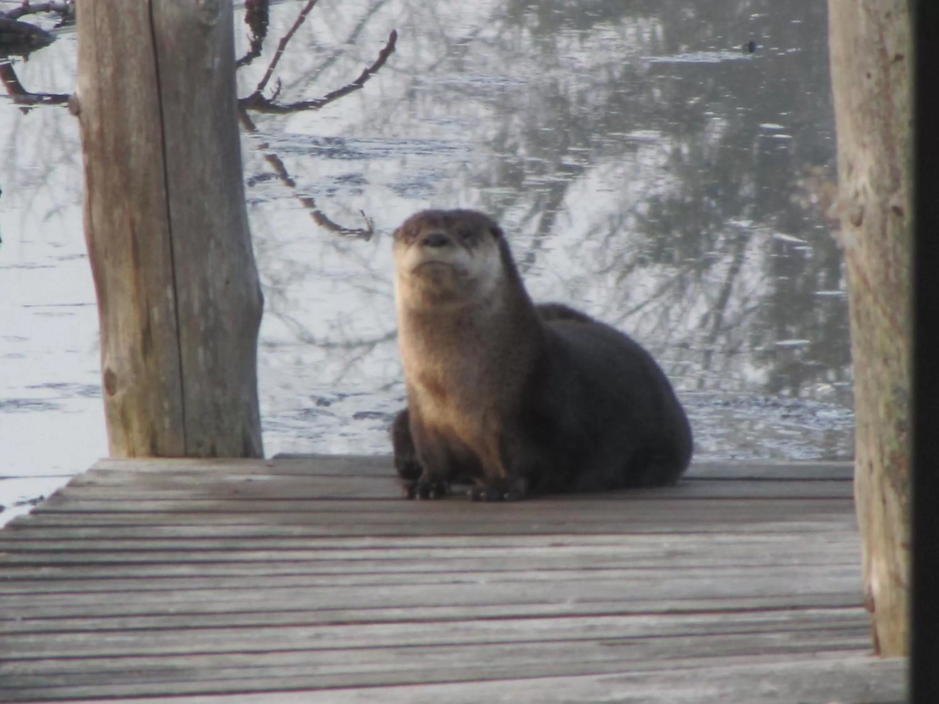 Animals, Other Animals in Shambhala Bed and Breakfast