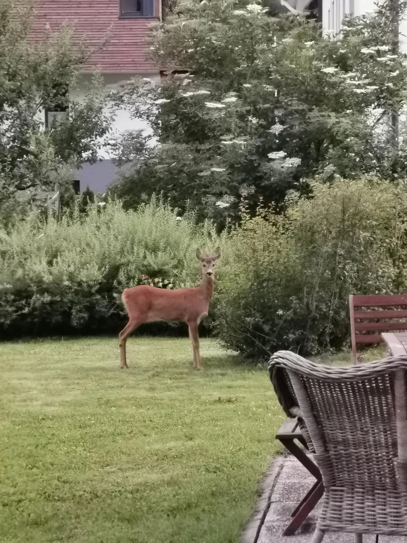 Animals in Alpenhof