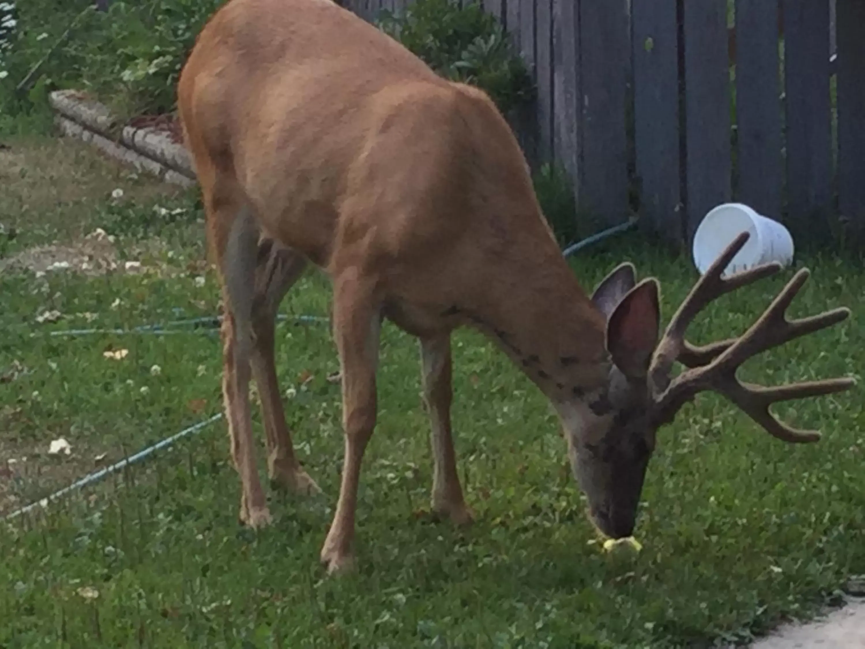 Animals, Other Animals in Brookside Motel