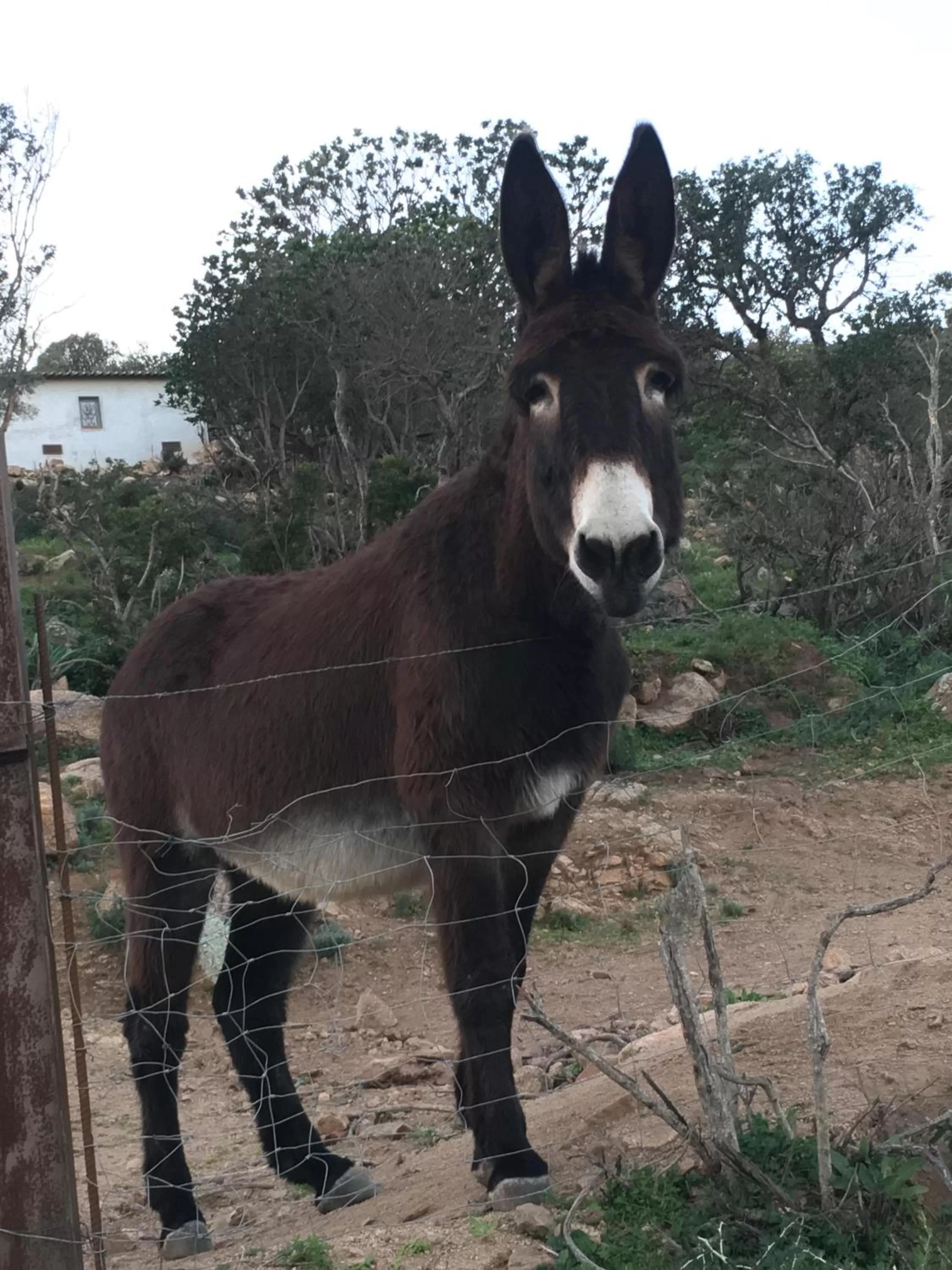 Natural landscape, Other Animals in Restaurant - Chambres d'Hôtes Terra Bella Lecci