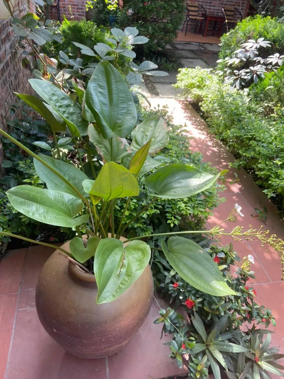 Tam Coc Mountain View Homestay