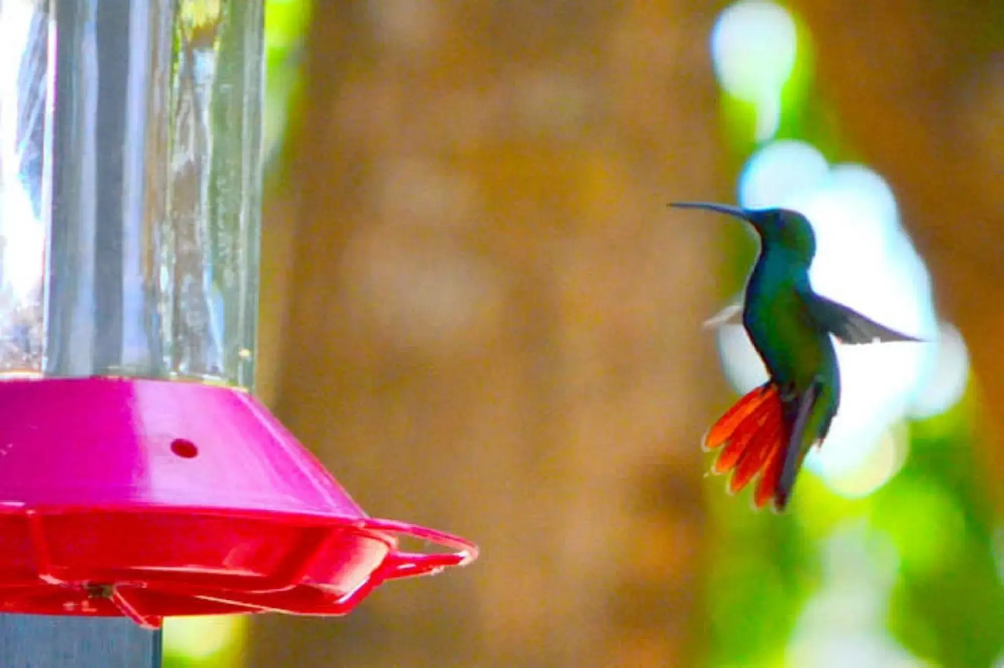 Animals, Other Animals in Mapi's Cabins