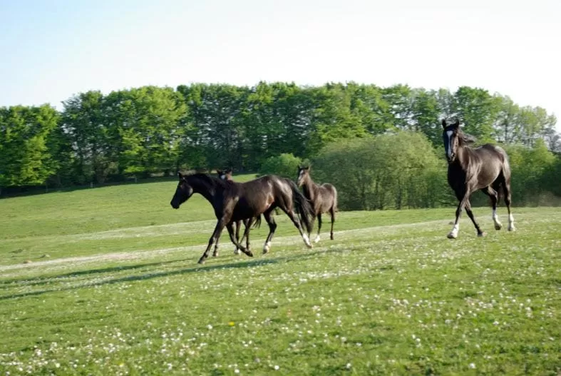 Pets in Trolleberg Bed & Breakfast