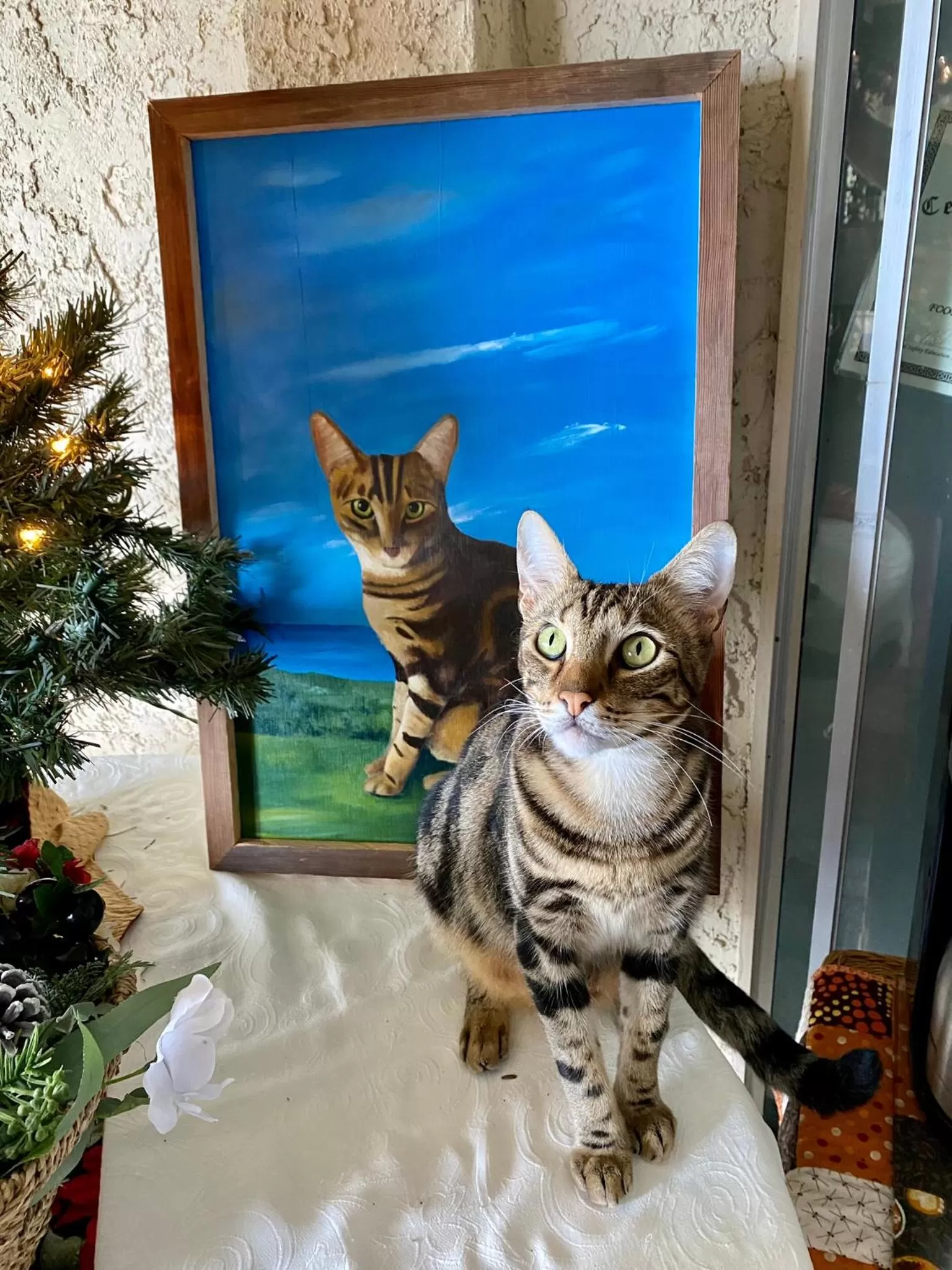 Pets in Kona Bayview Inn