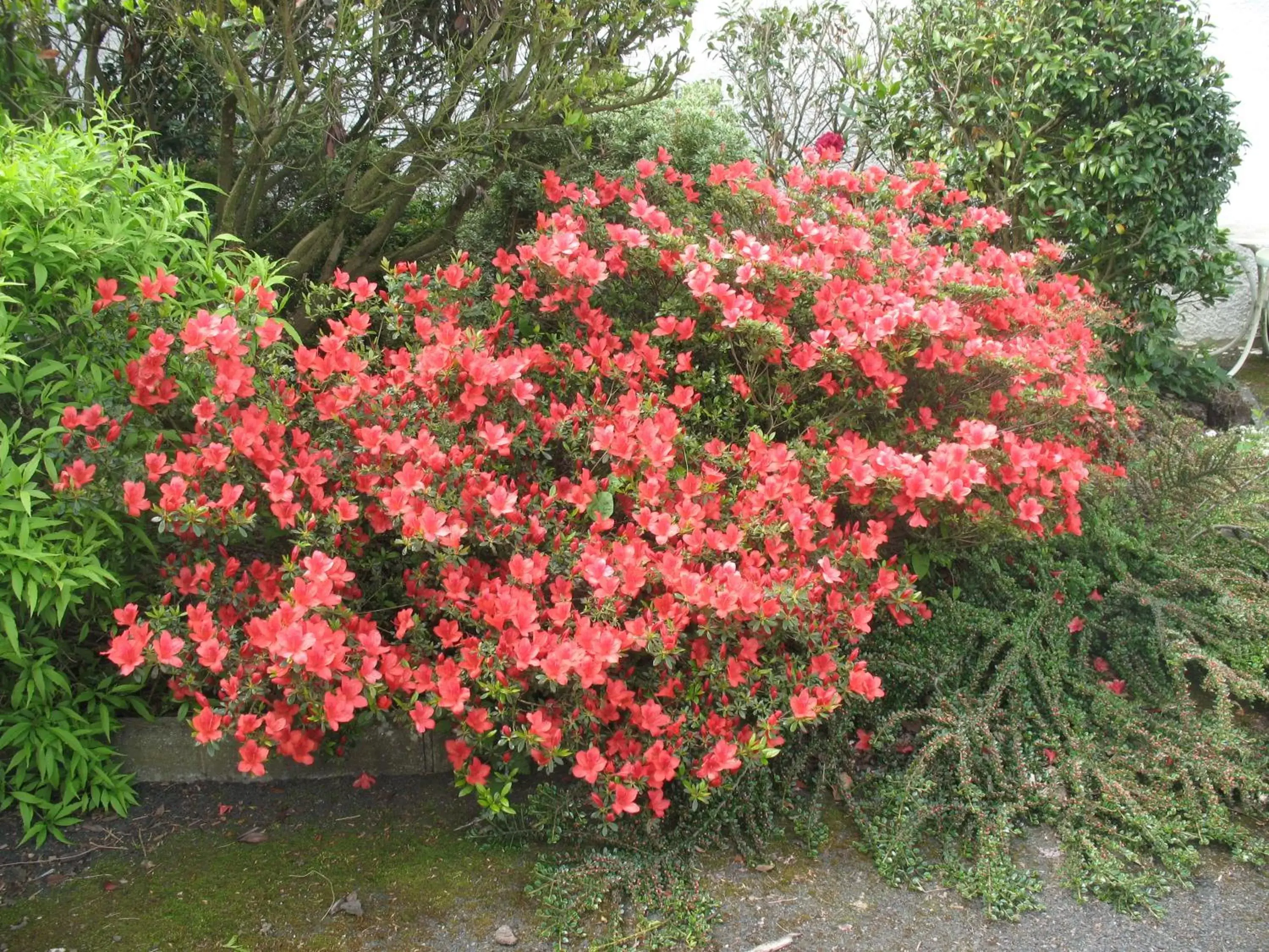 Spring, Garden in Chambres d'Hôtes Le Mûrier