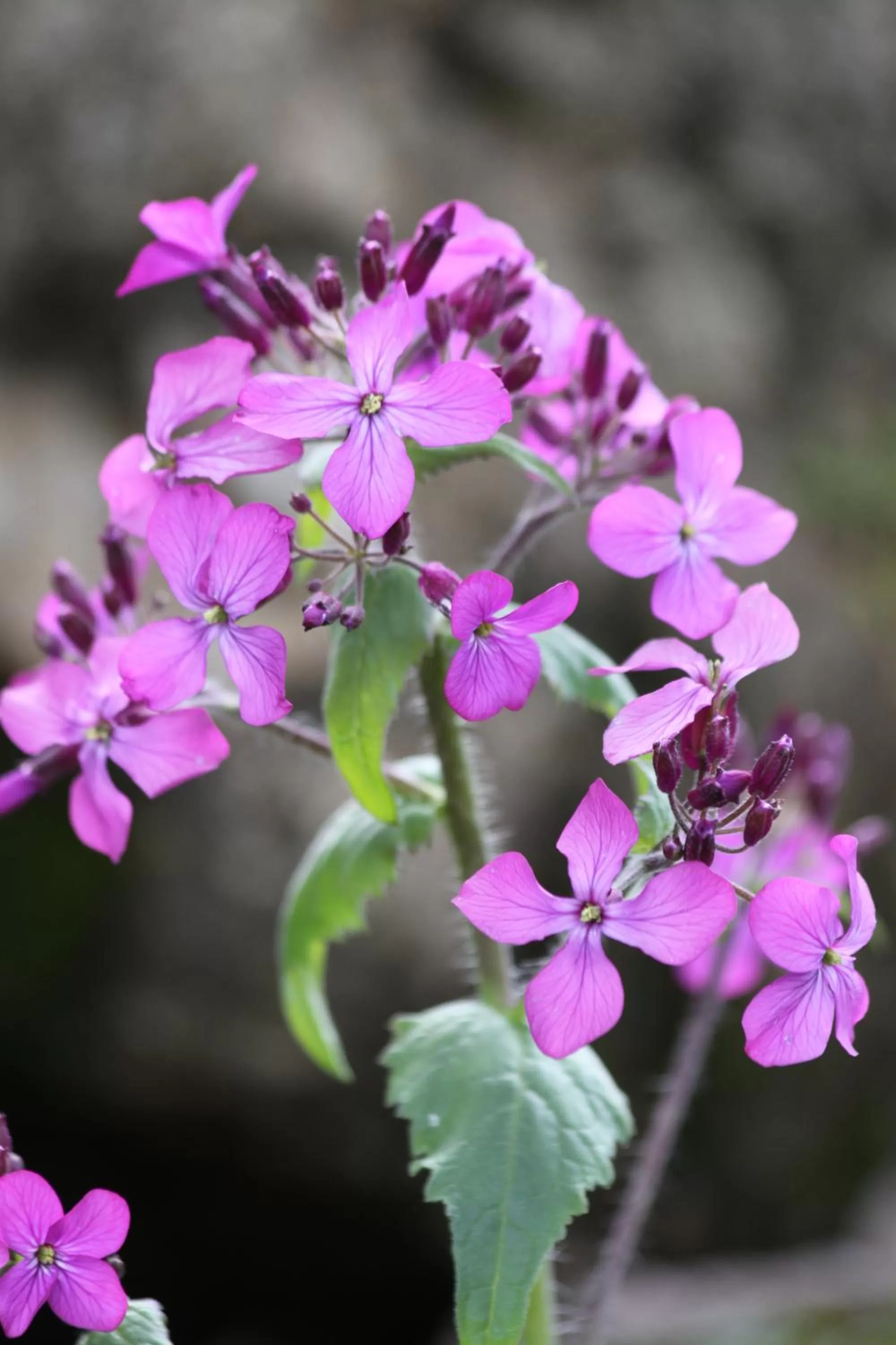 Area and facilities in La Bastide de Fontaille