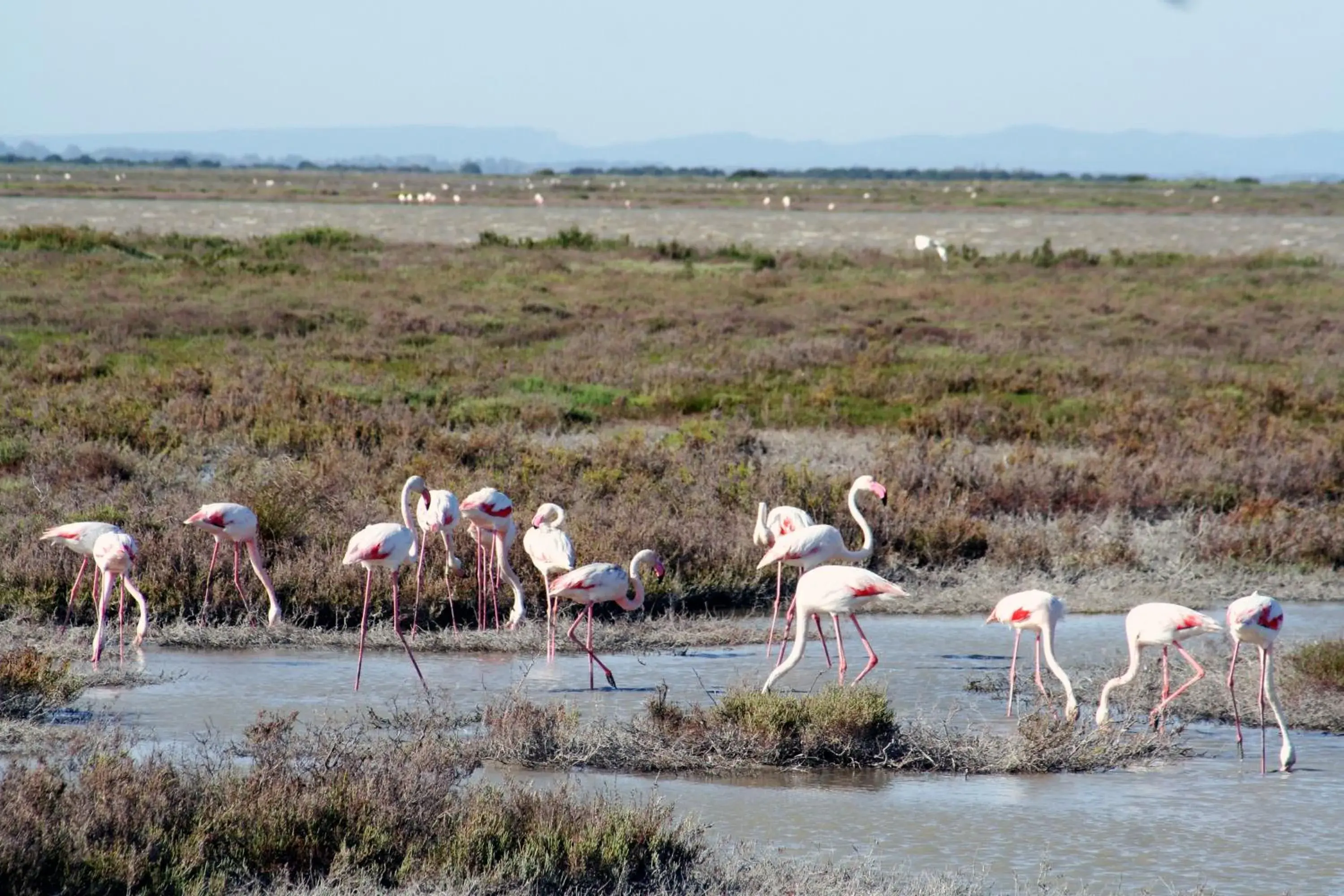 Area and facilities, Other Animals in SOWELL Family Les Amandiers