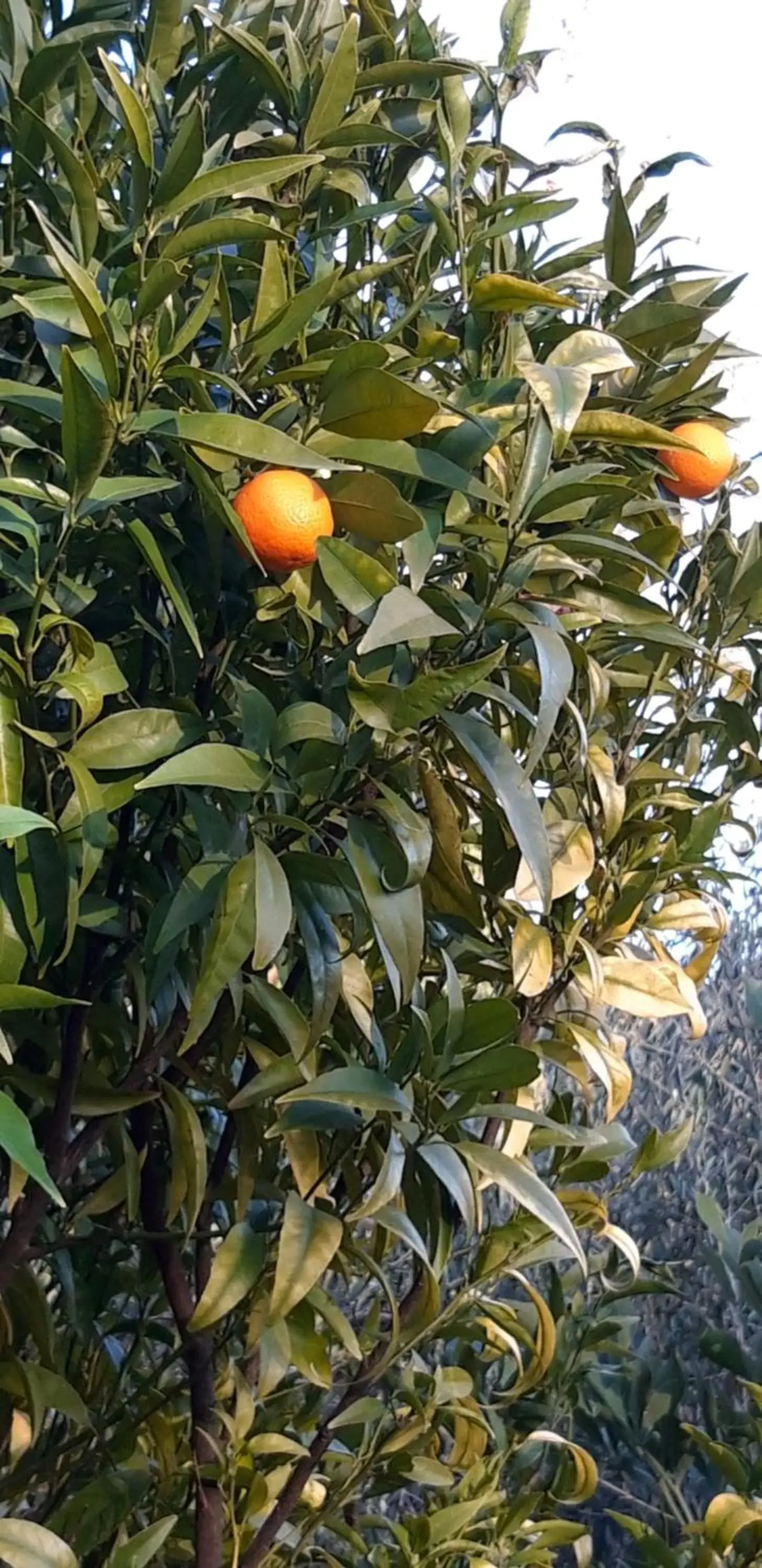 Garden in La Dolce Vita Opio