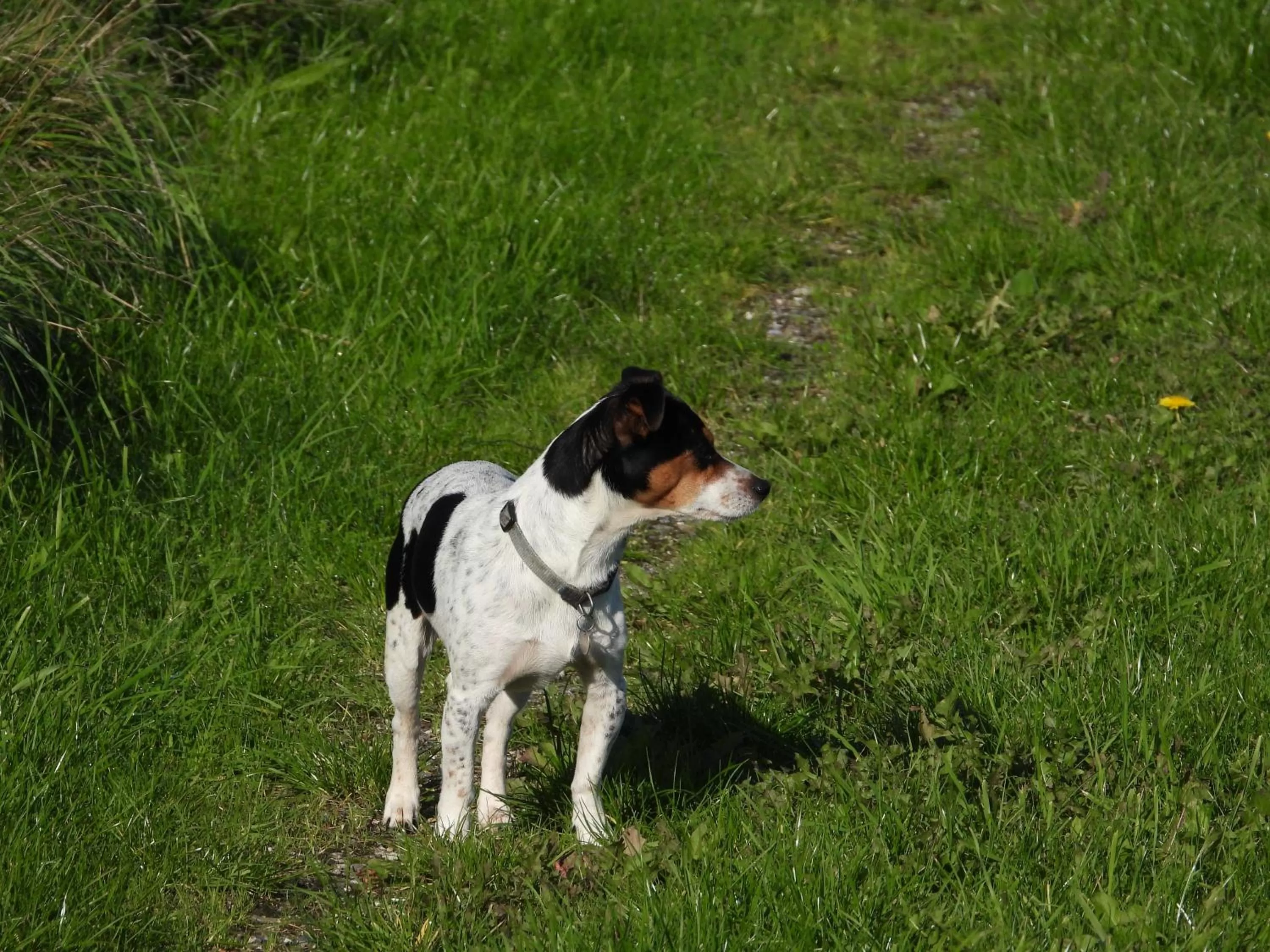 Animals in Engbjerg BnB