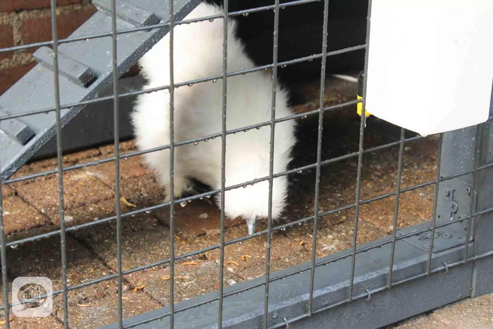 Animals in Villa Pats