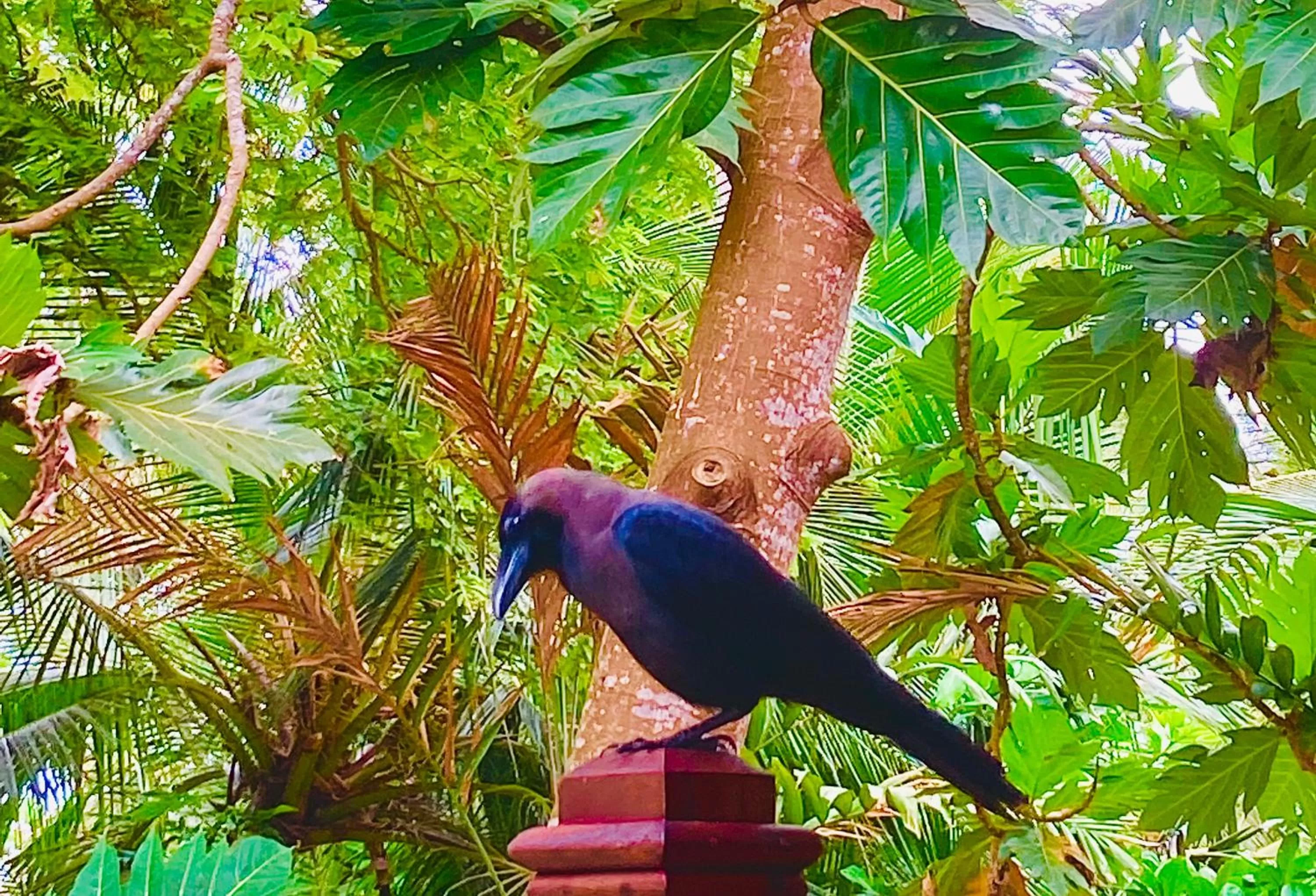 Other Animals in Manel Villa