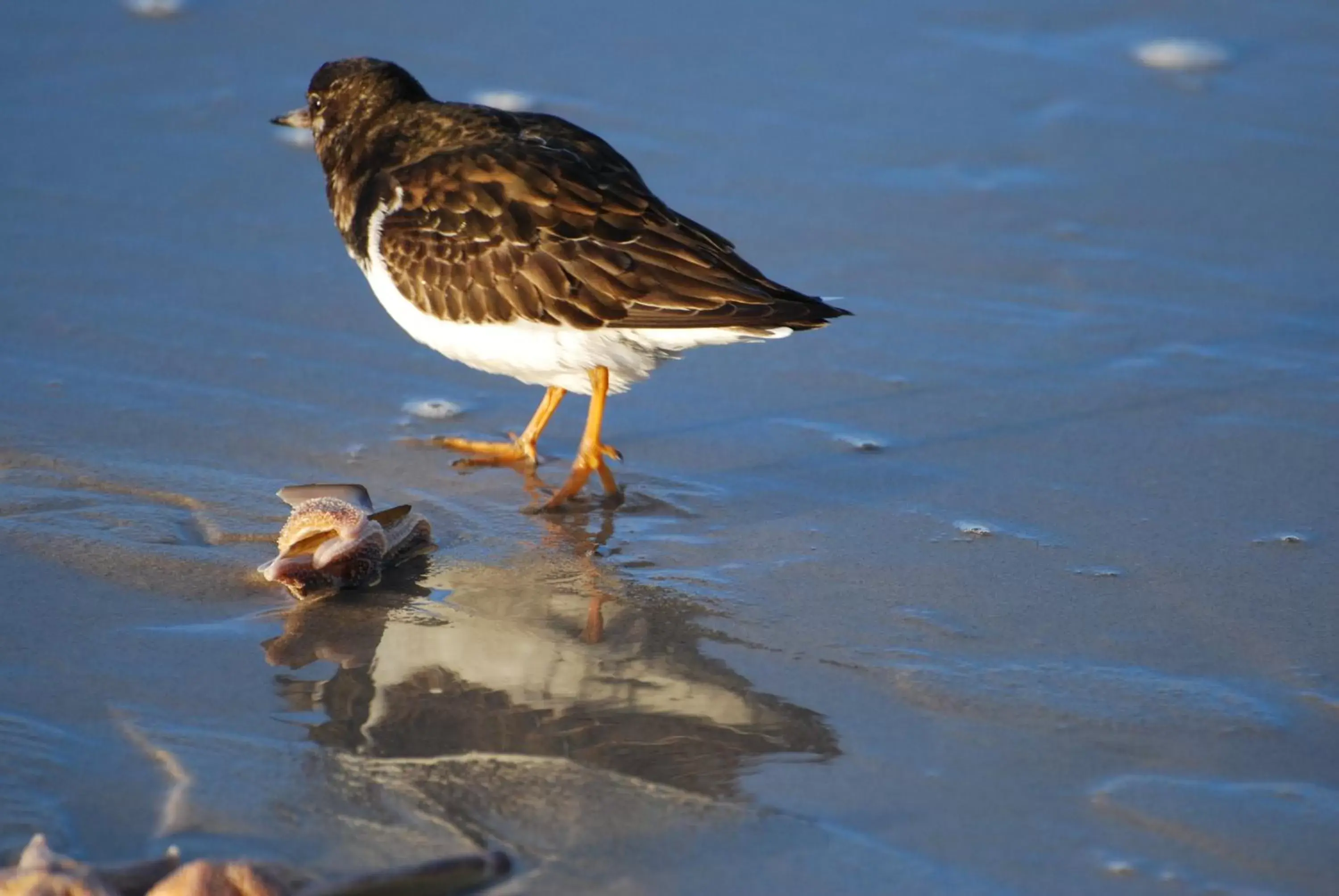 Beach, Other Animals in B&B Idylle aan Zee incl 2 Wellnessstudios